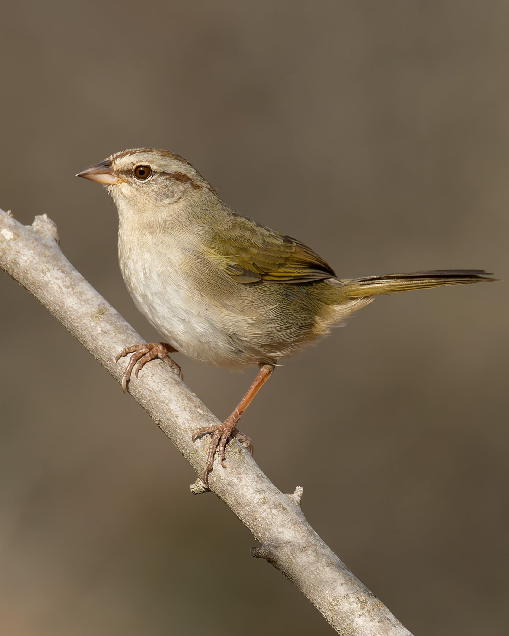 Small, olive-brown bird perched on a branch, looking left.