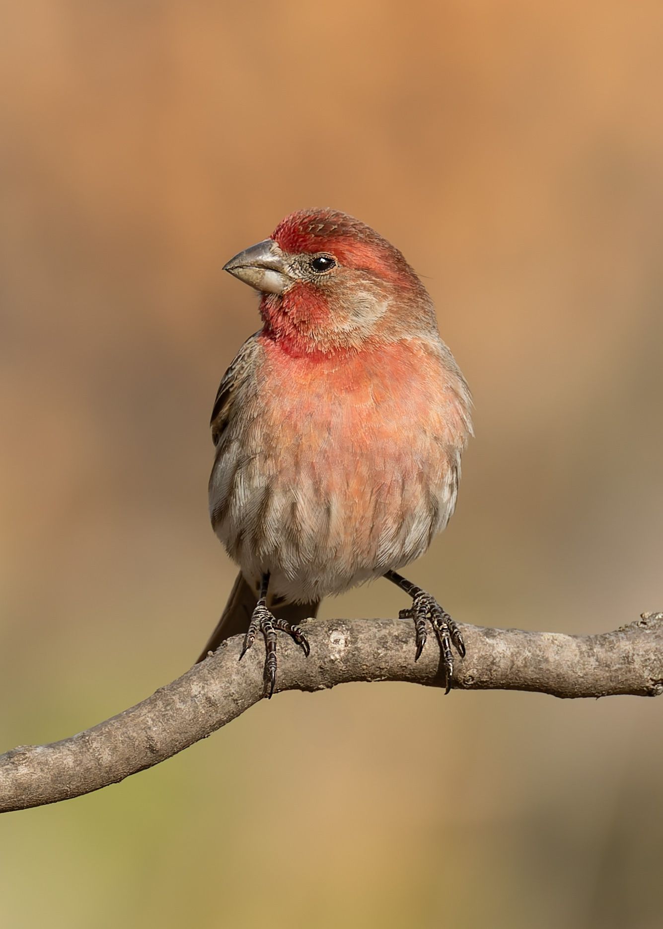 Red-headed house finch perched on a brown branch against a blurred orange background.