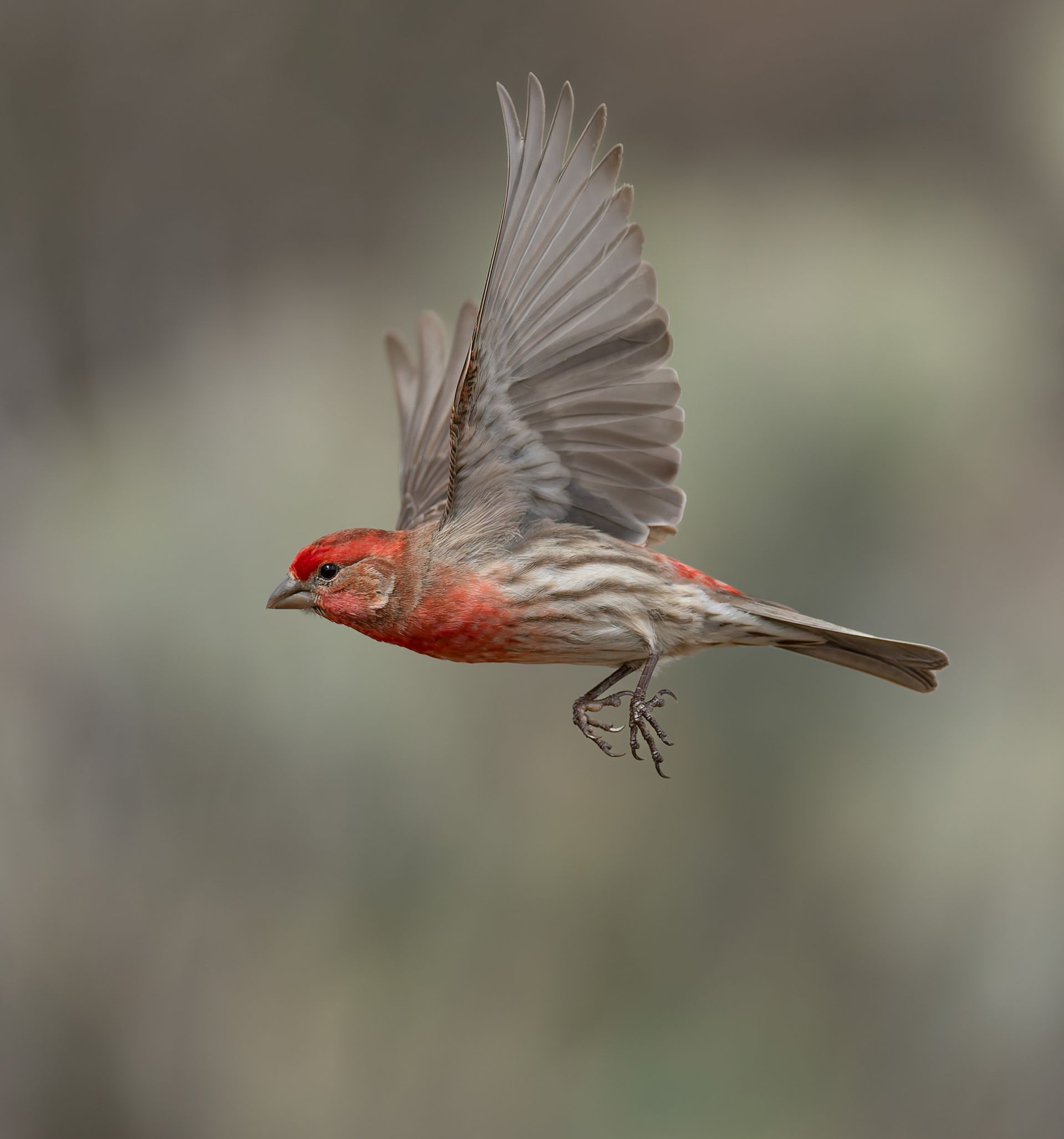 Red-headed finch in flight, wings spread. Against a blurred, neutral background.