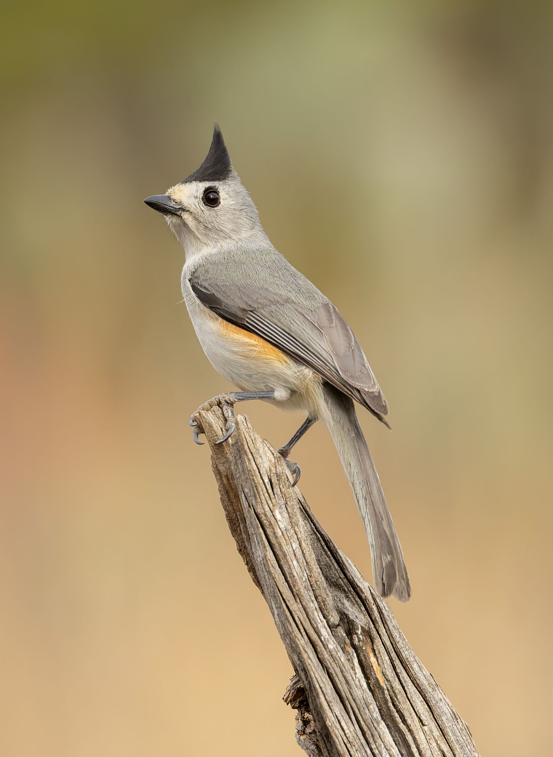 Gray bird with a black crest perched on a weathered branch. Orange patch visible on the side.