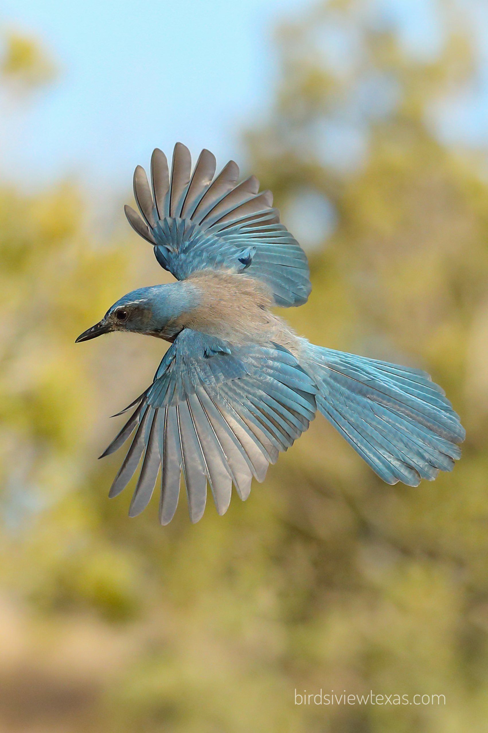 A blue bird is flying in the air with its wings spread.