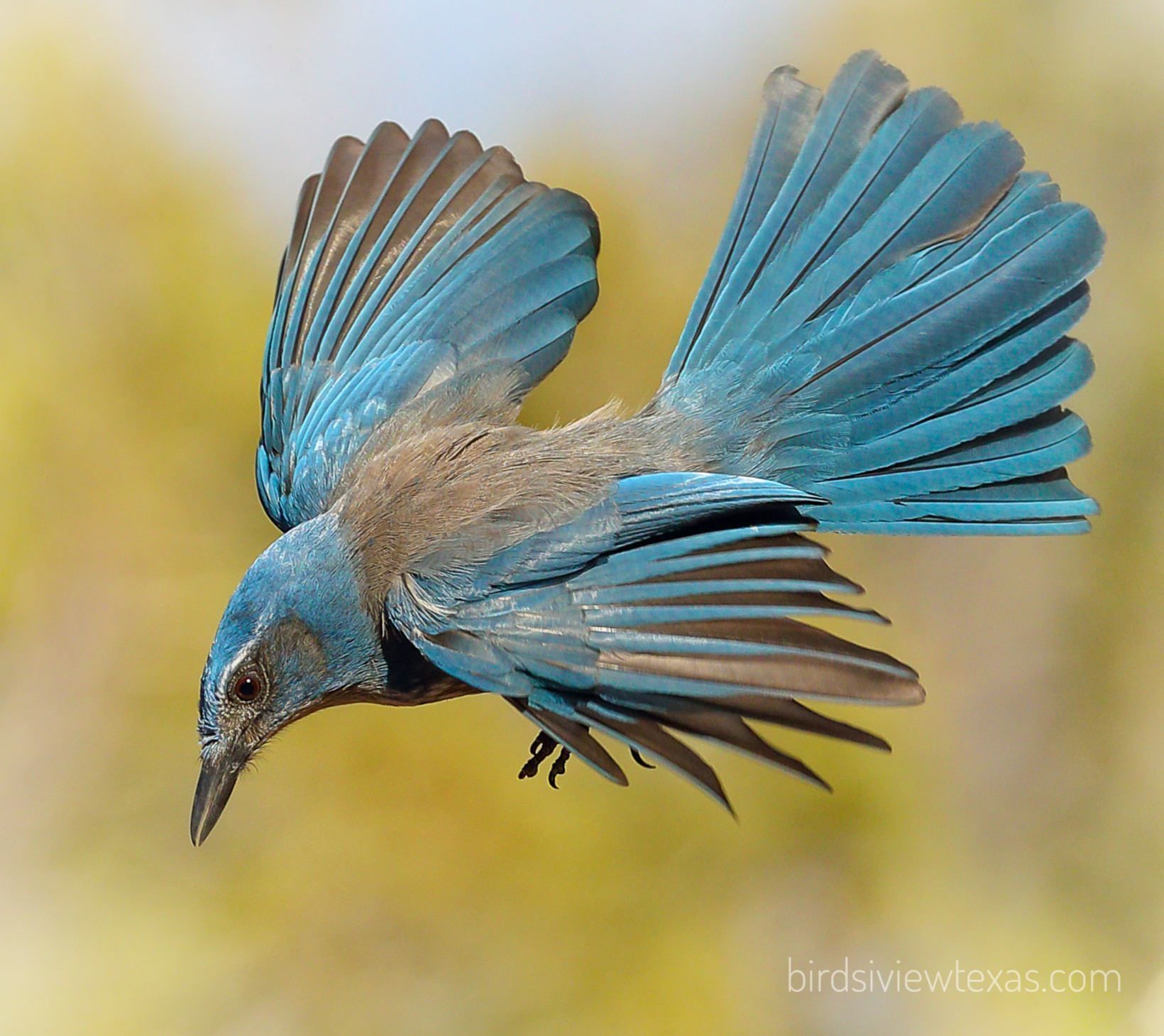 A blue and gray bird is flying with its wings spread