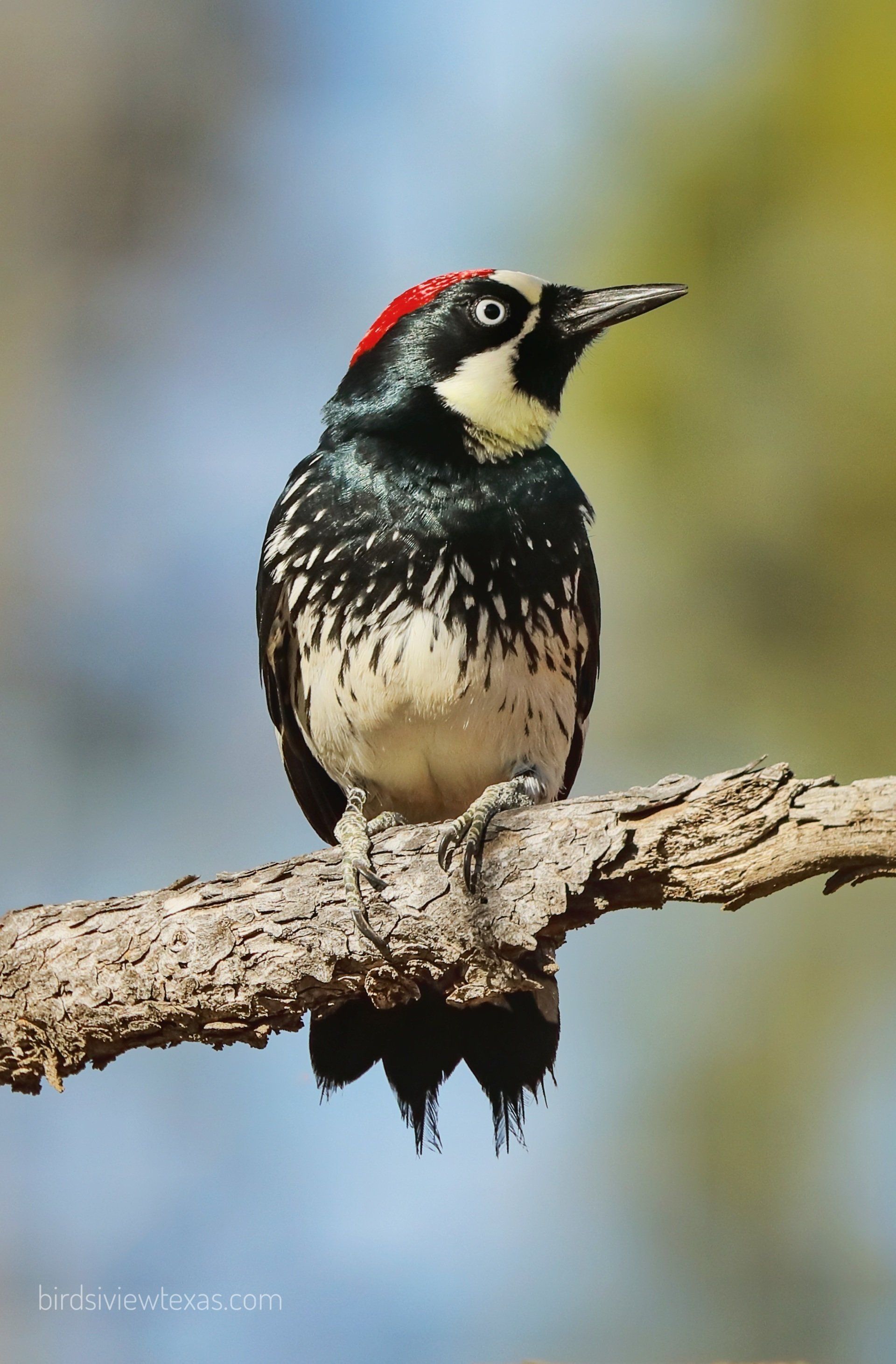 A black and white bird perched on a tree branch
