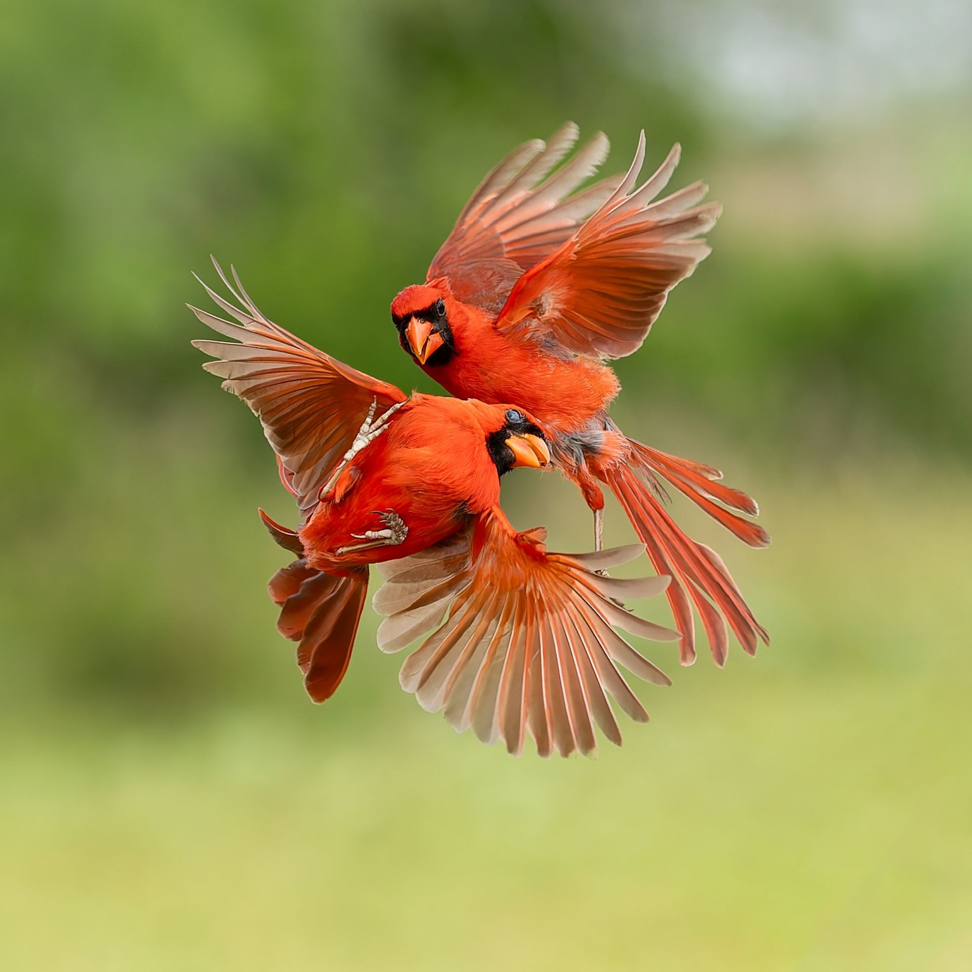 Two red cardinals are flying in the air.