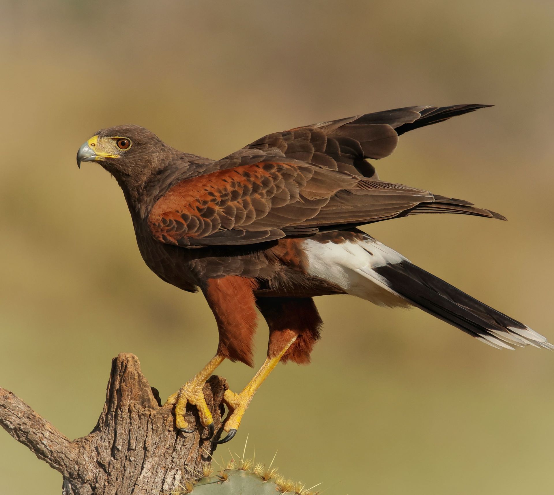 A brown and white bird perched on a tree branch
