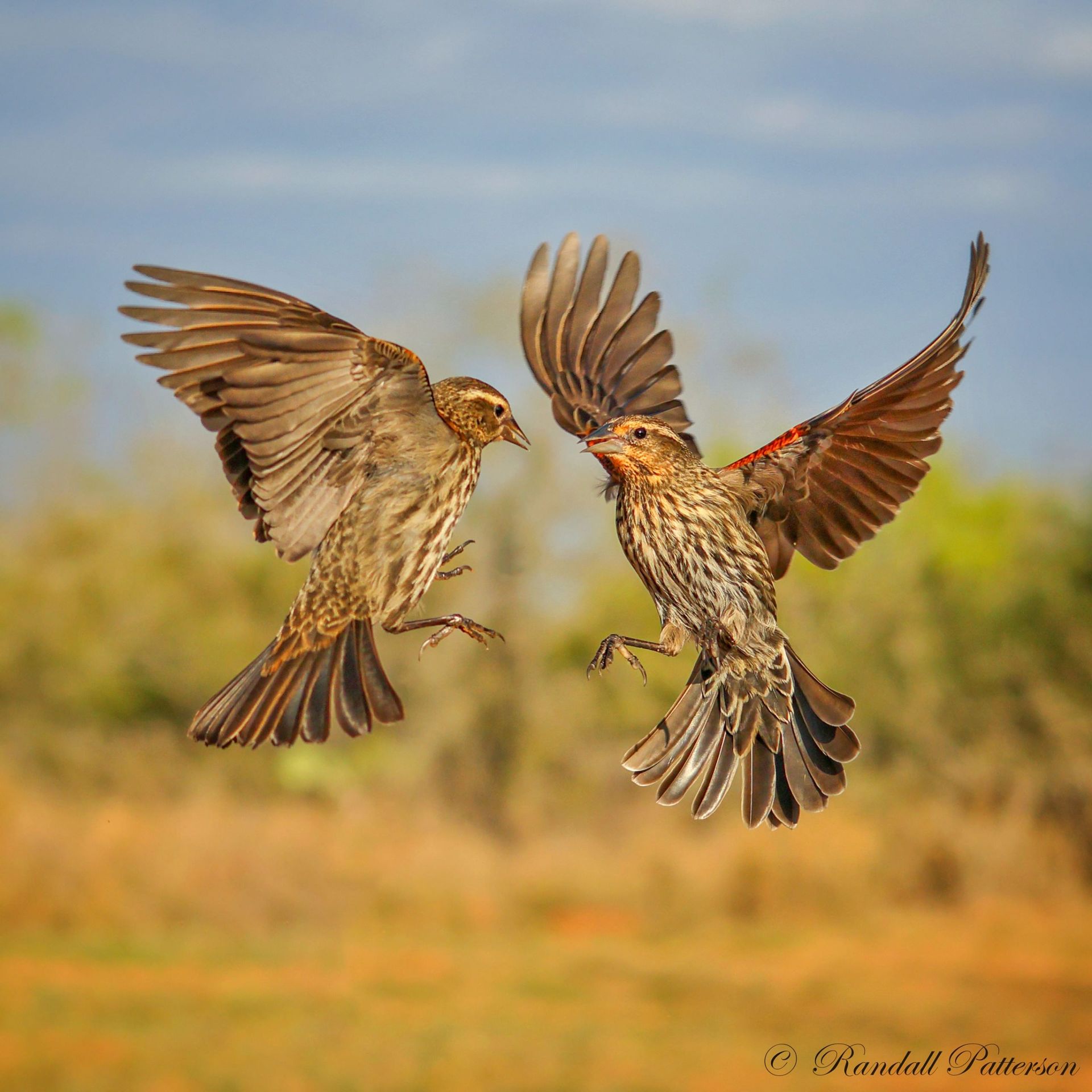 Two birds are flying in the air with their wings outstretched