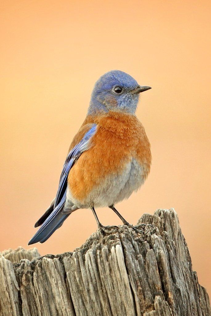 A small blue and orange bird perched on a tree stump.