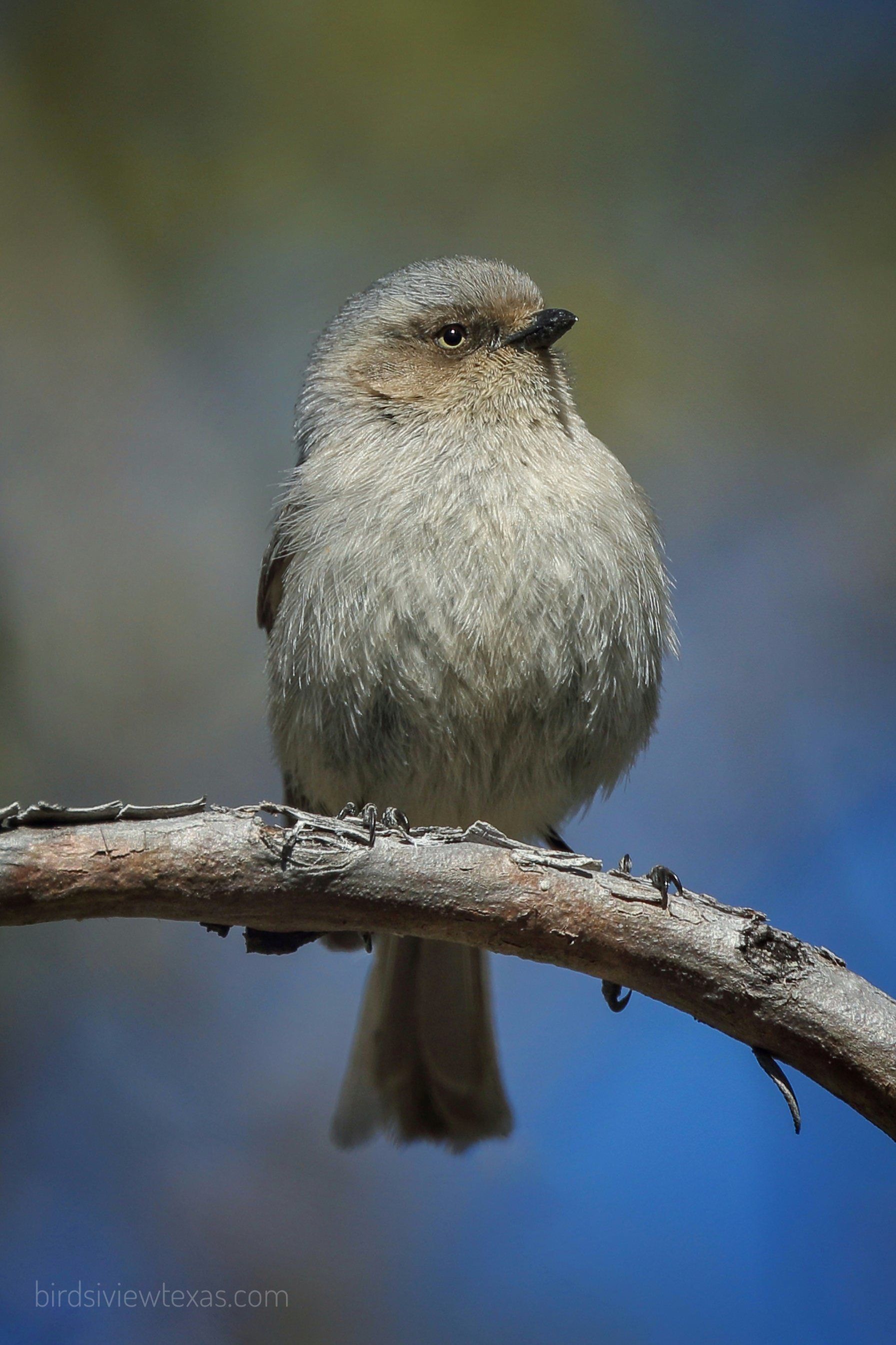 A small bird perched on a tree branch.
