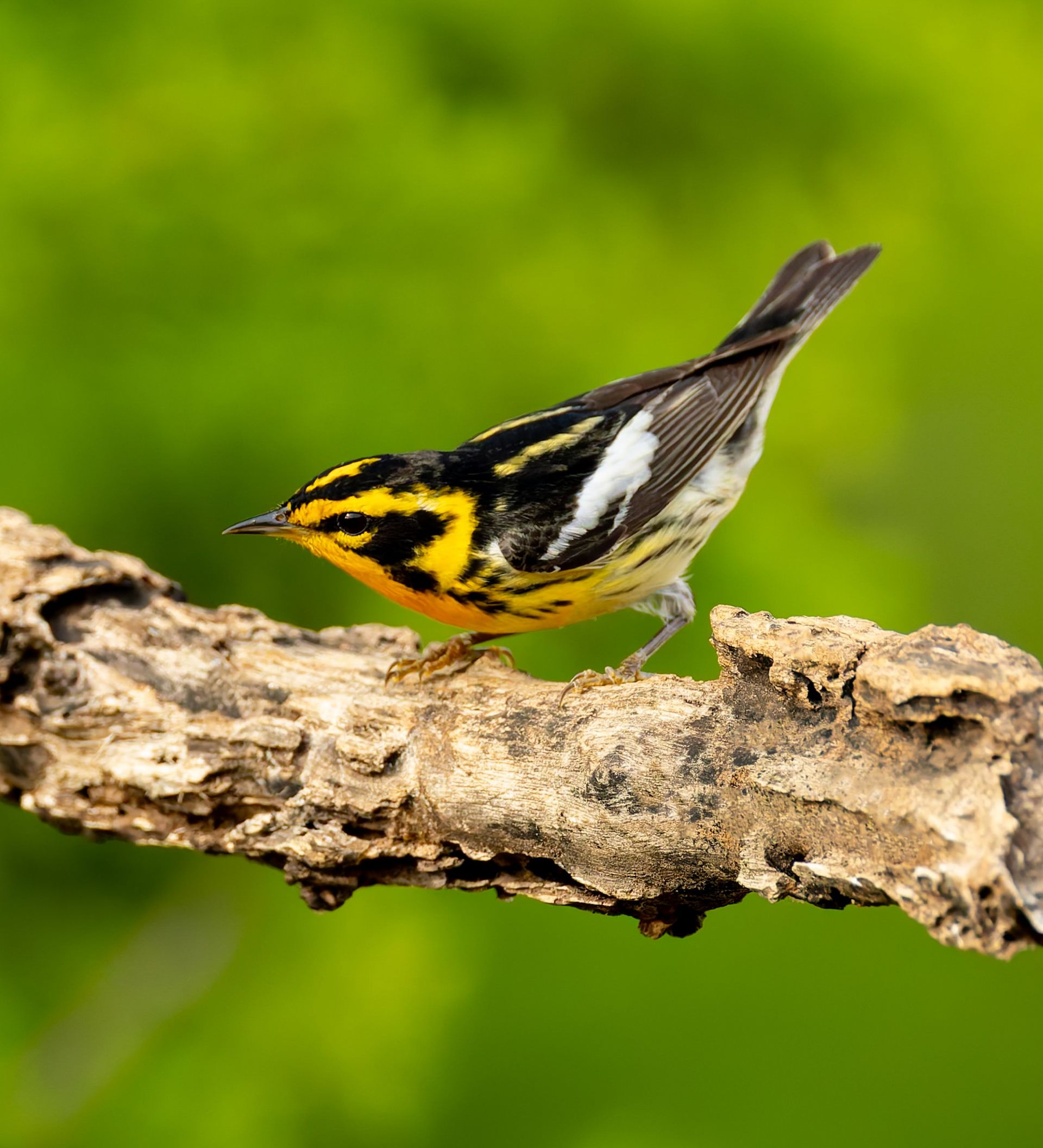 A small yellow and black bird perched on a tree branch.