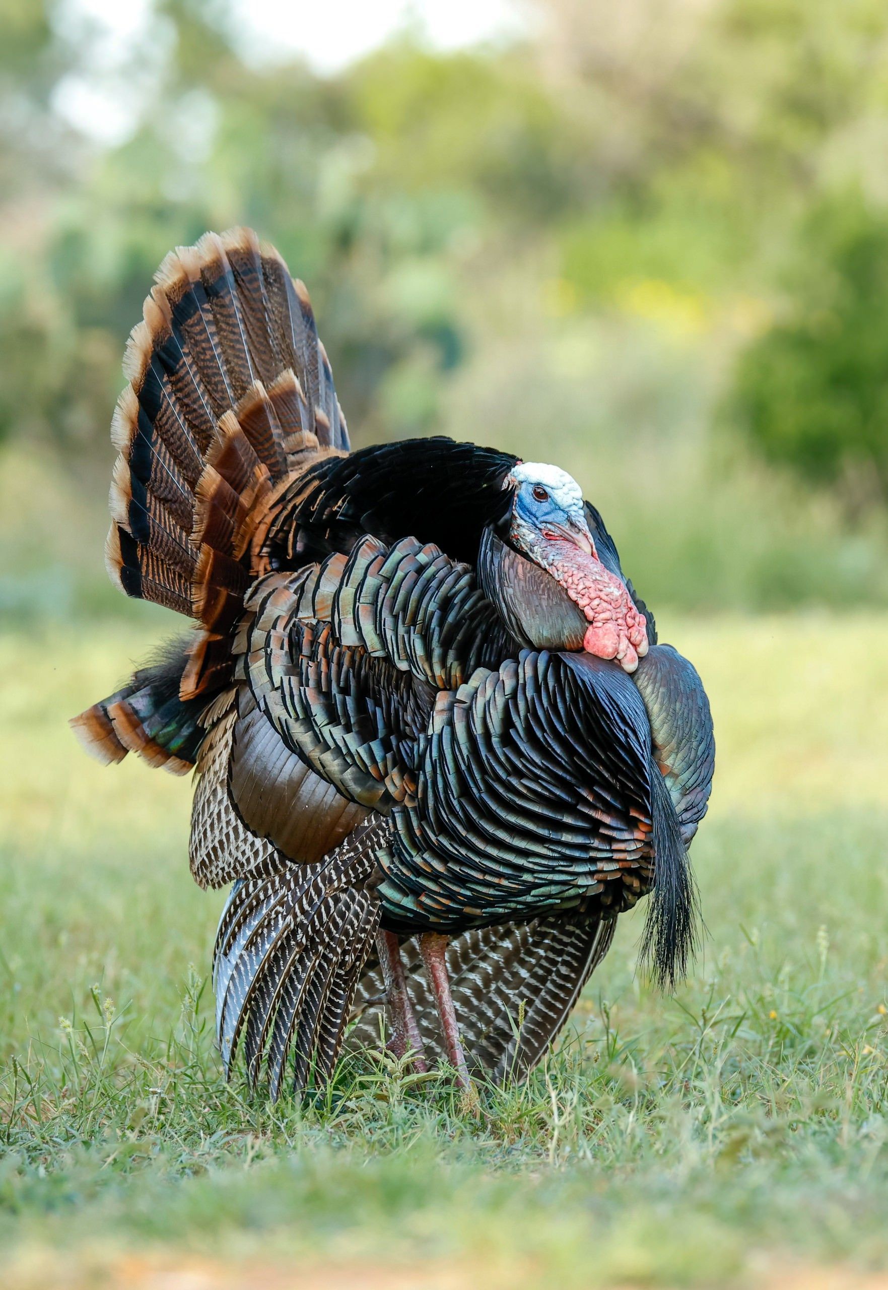 A turkey is standing in the grass with its feathers spread out.