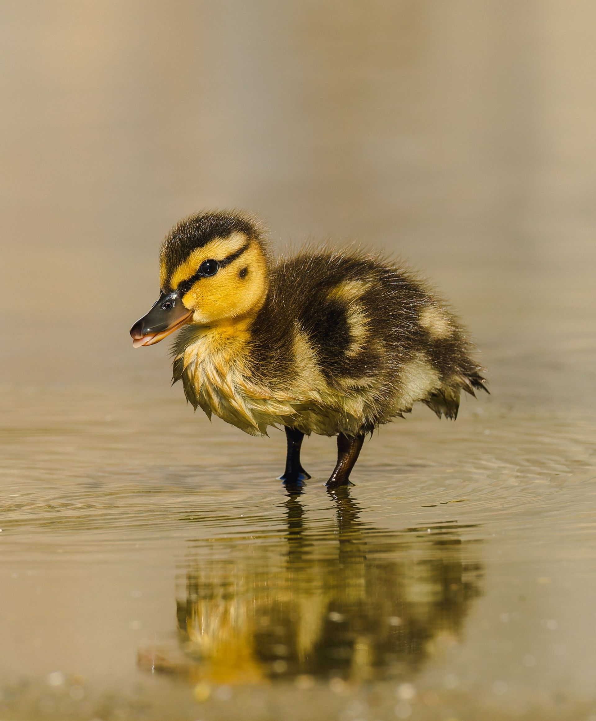 A baby duck is standing in the water.