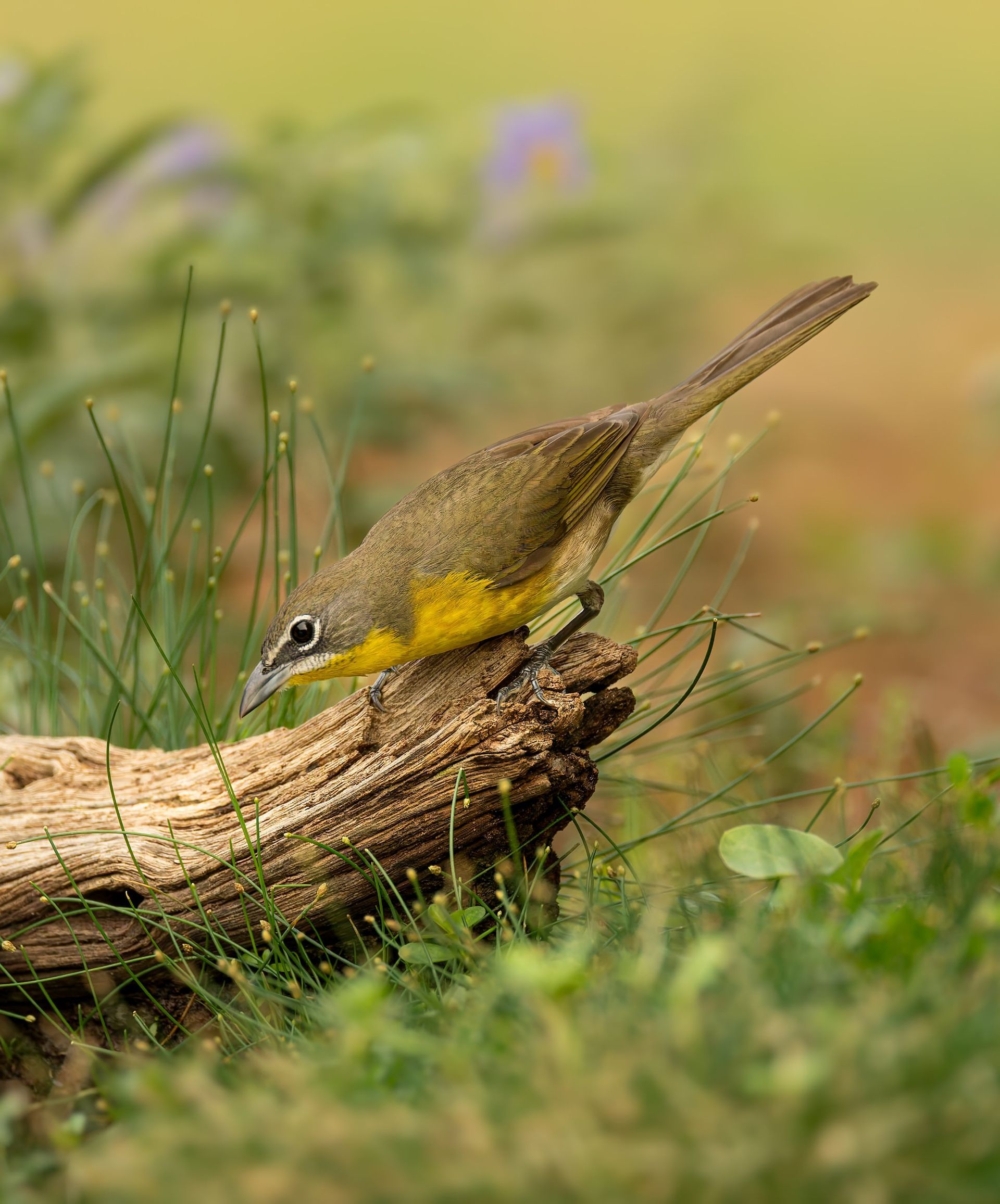 A small bird is perched on a log in the grass.