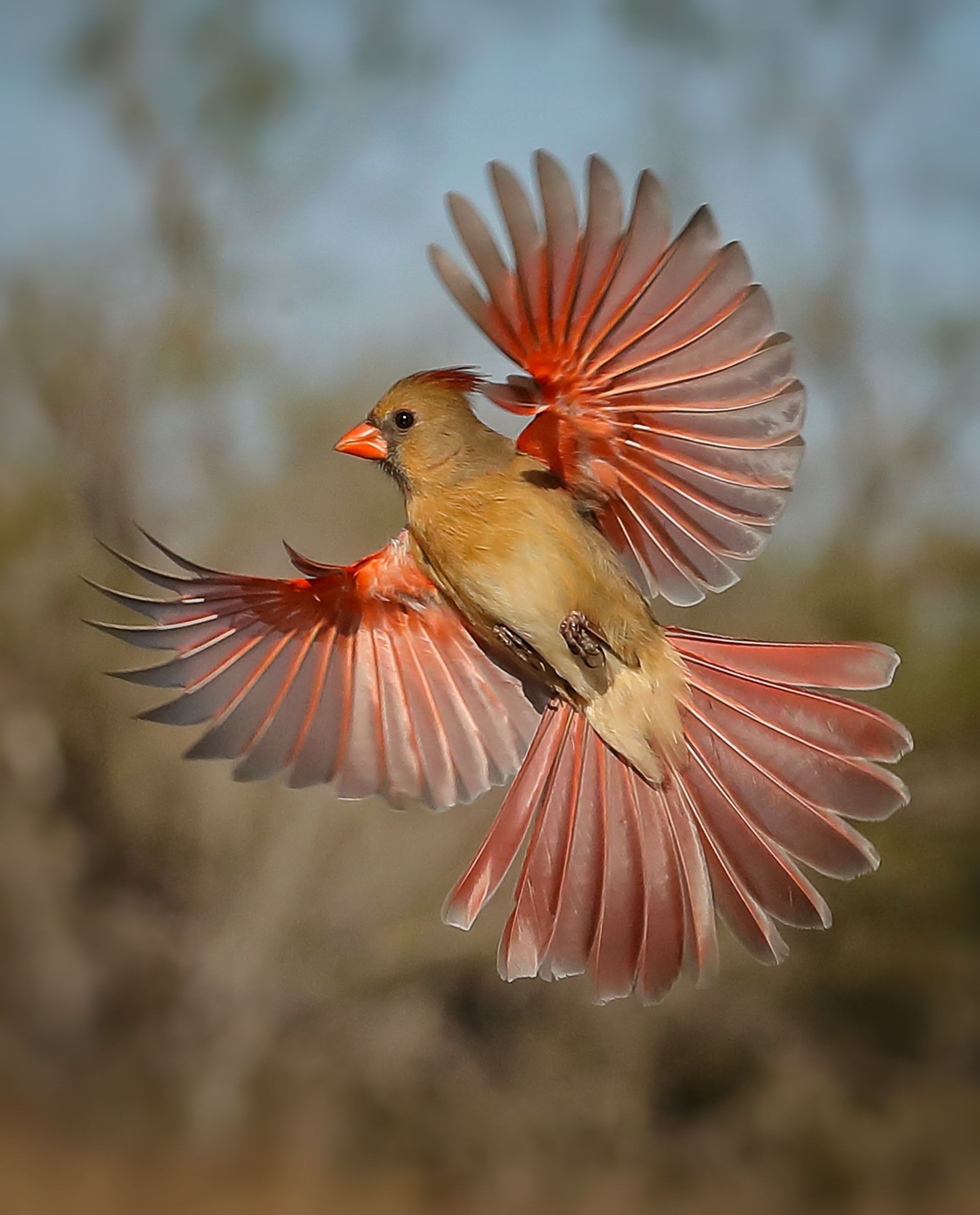 A bird with red wings is flying in the air.
