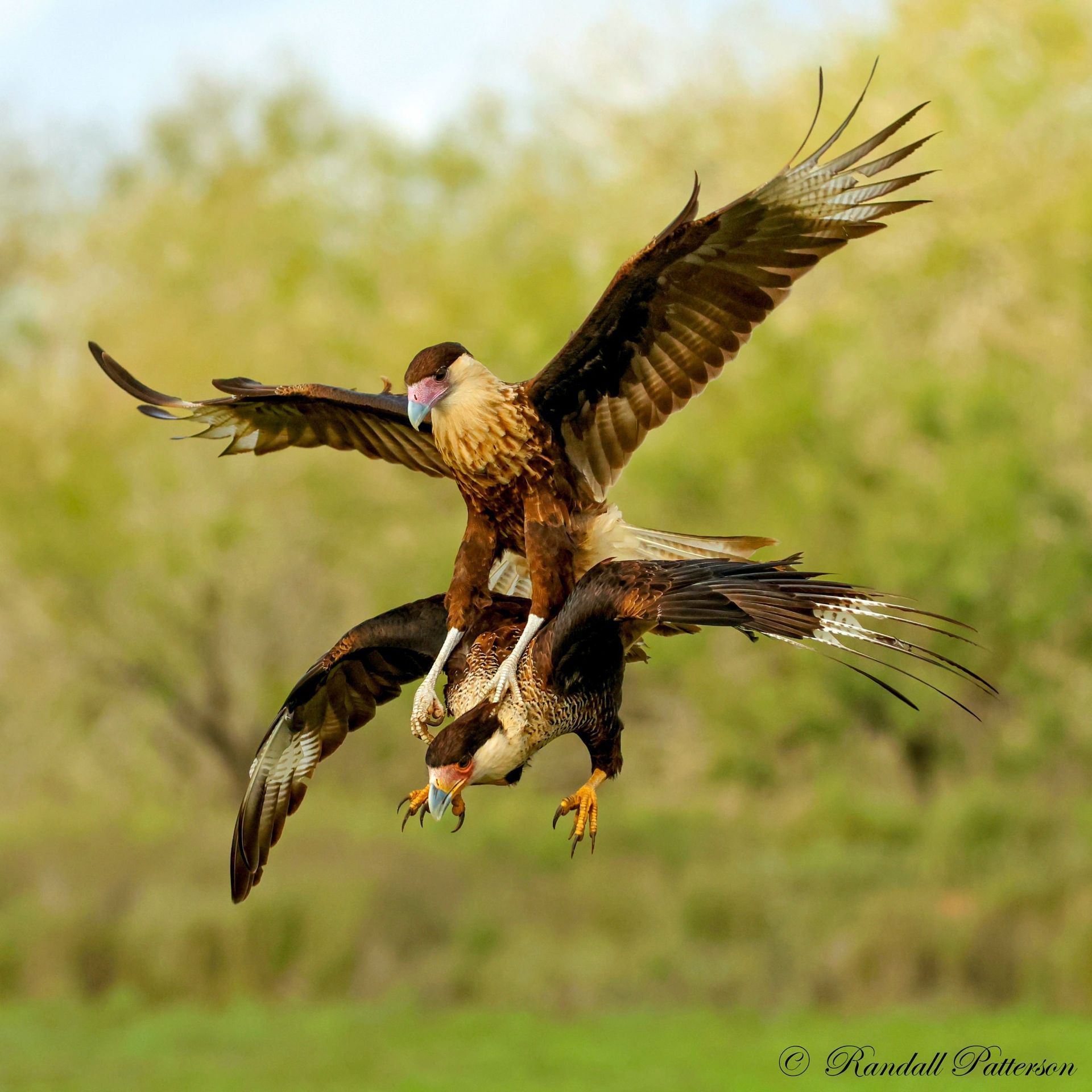 Two birds are flying in the air and one of them is carrying another bird on its back