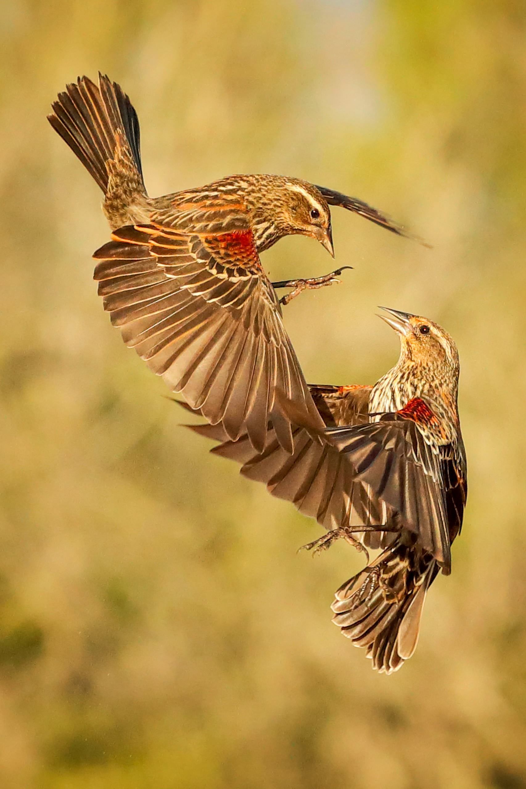 Two birds are flying in the air and fighting each other.