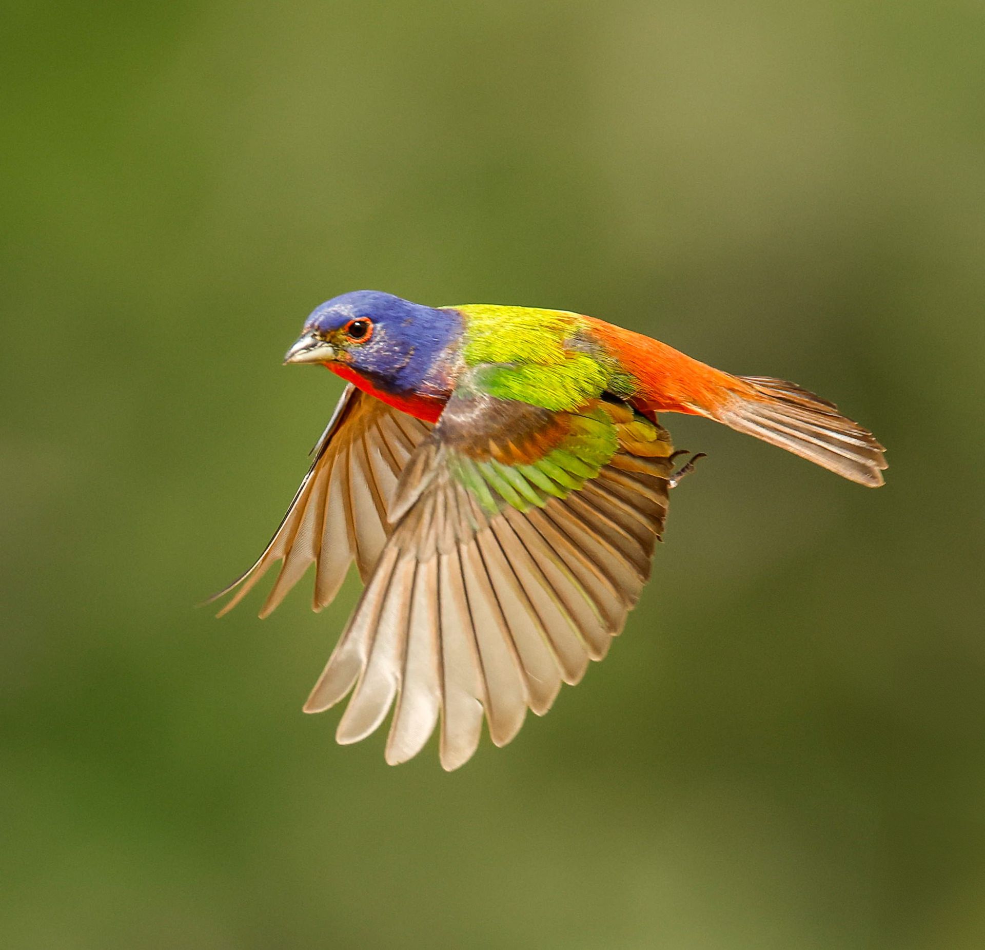 A colorful bird is flying in the air with its wings spread