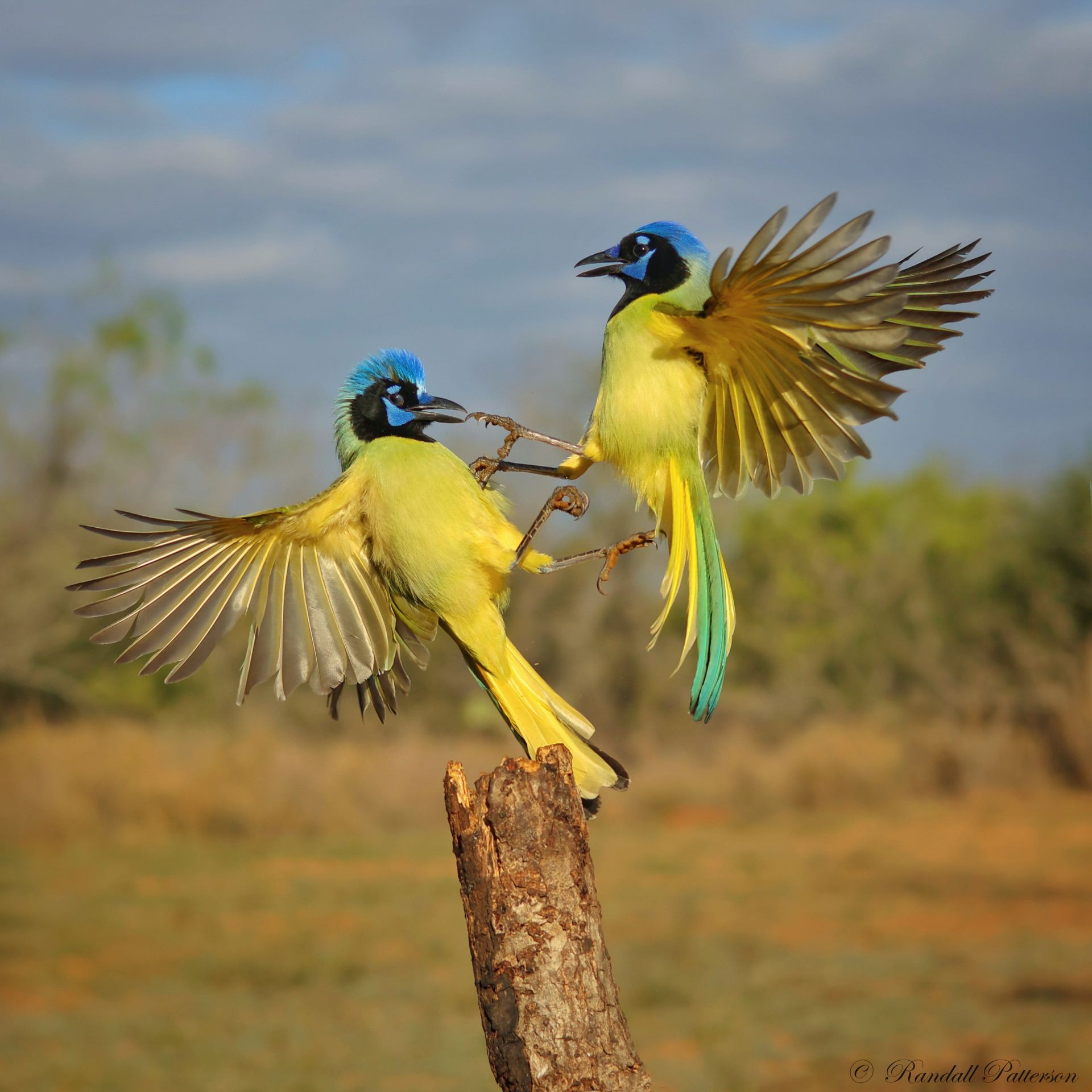 Two birds are perched on a tree branch with their wings outstretched