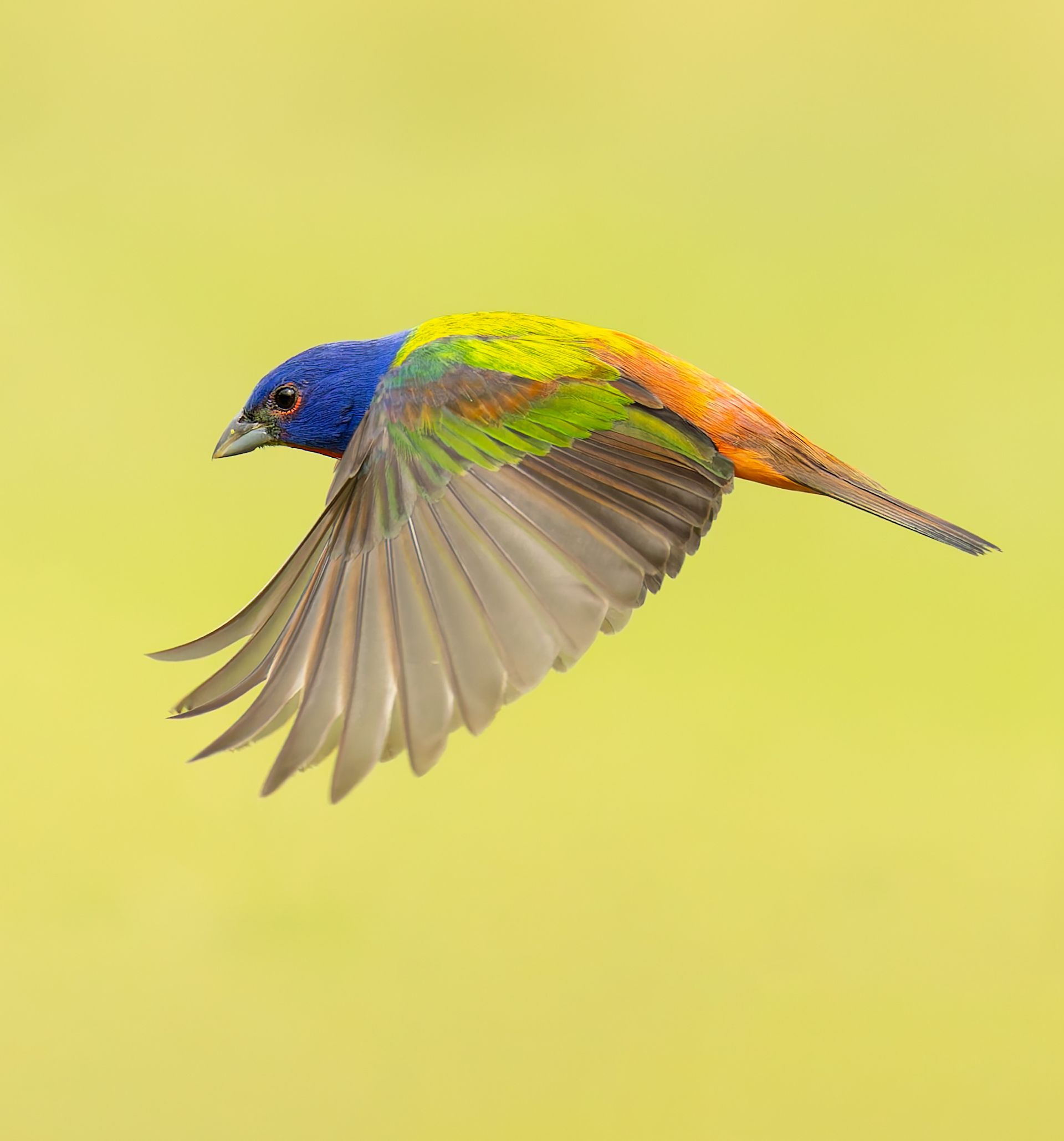 A colorful bird is flying in the air on a yellow background.
