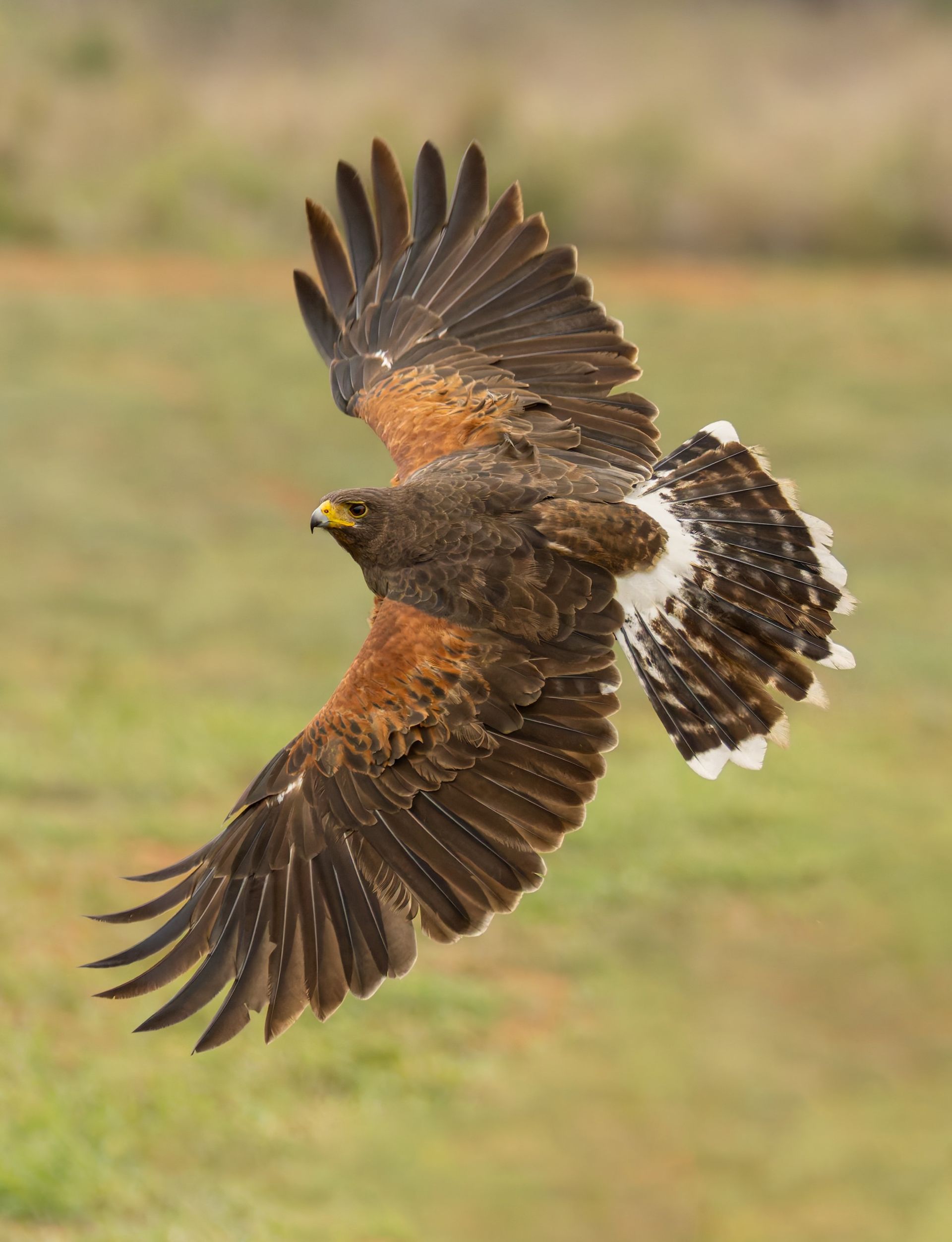 A bird is flying over a field with its wings spread.