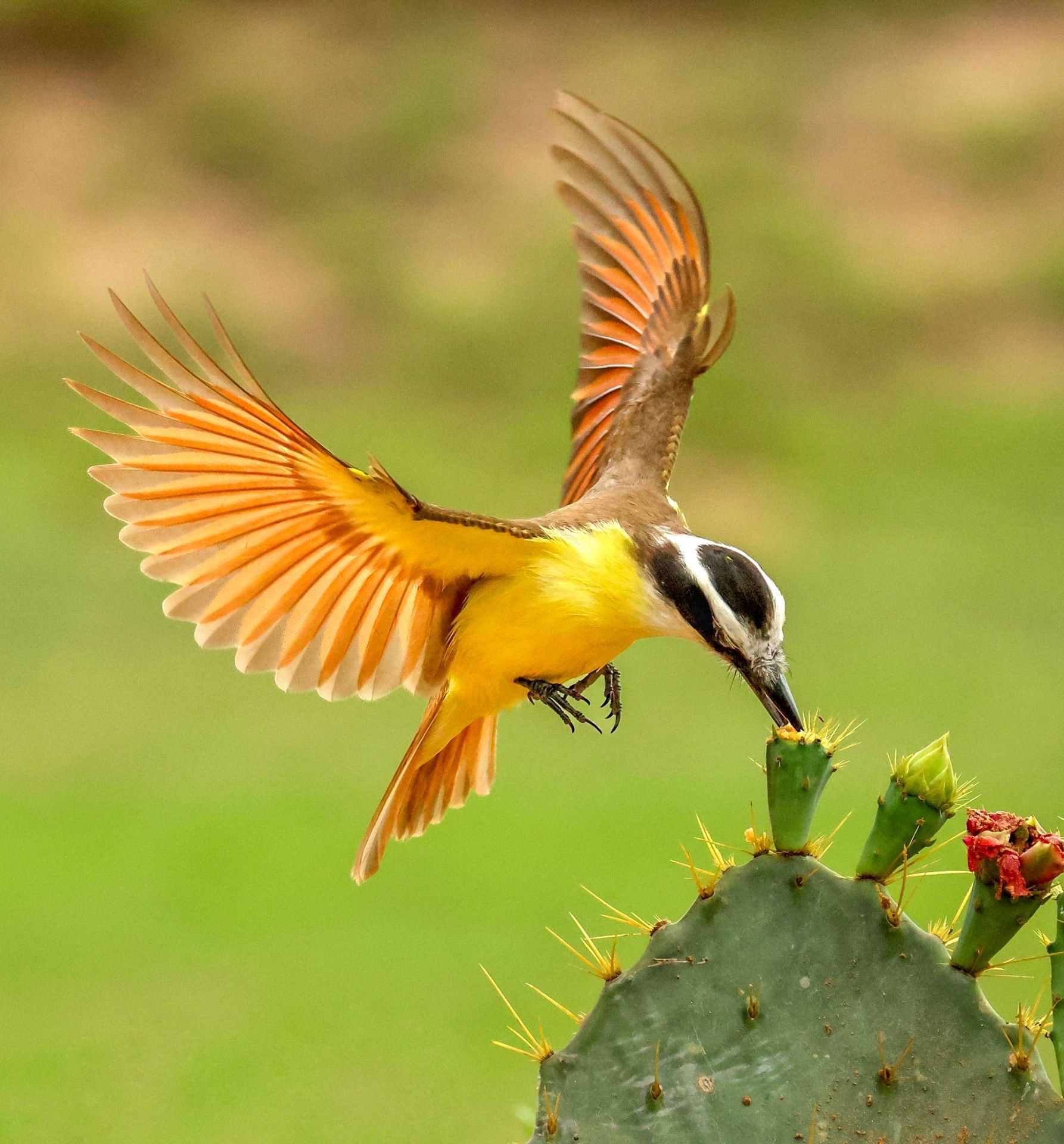 A yellow and black bird is perched on a cactus