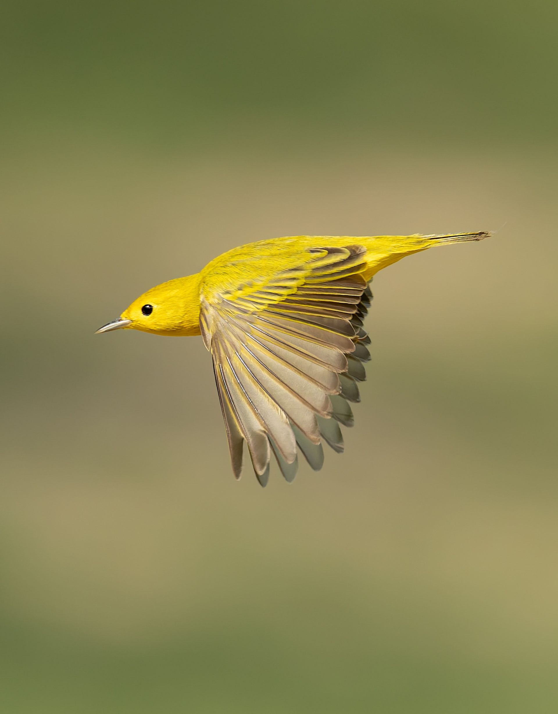 A yellow bird is flying in the air with its wings spread.