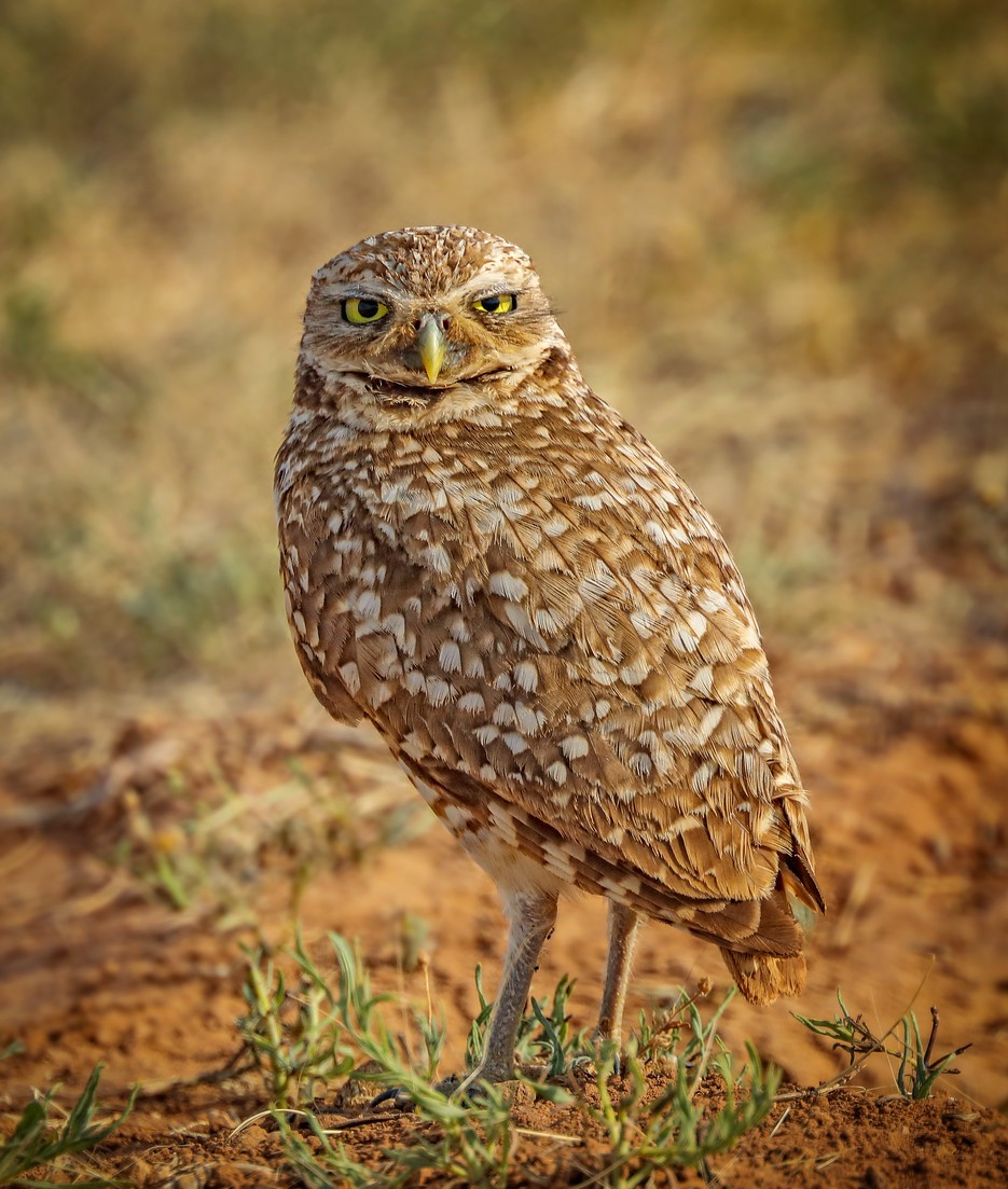 An owl is standing on a dirt field looking at the camera.