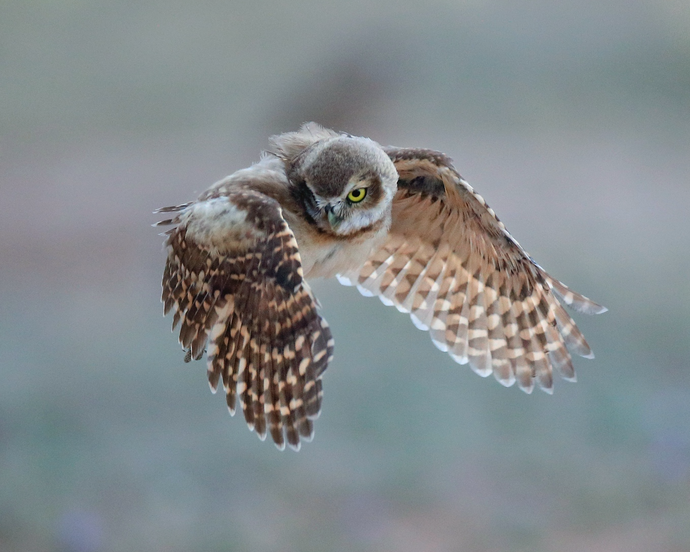 A small owl is flying through the air with its wings spread.