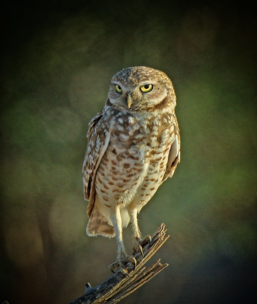 A small owl perched on a branch with a green background