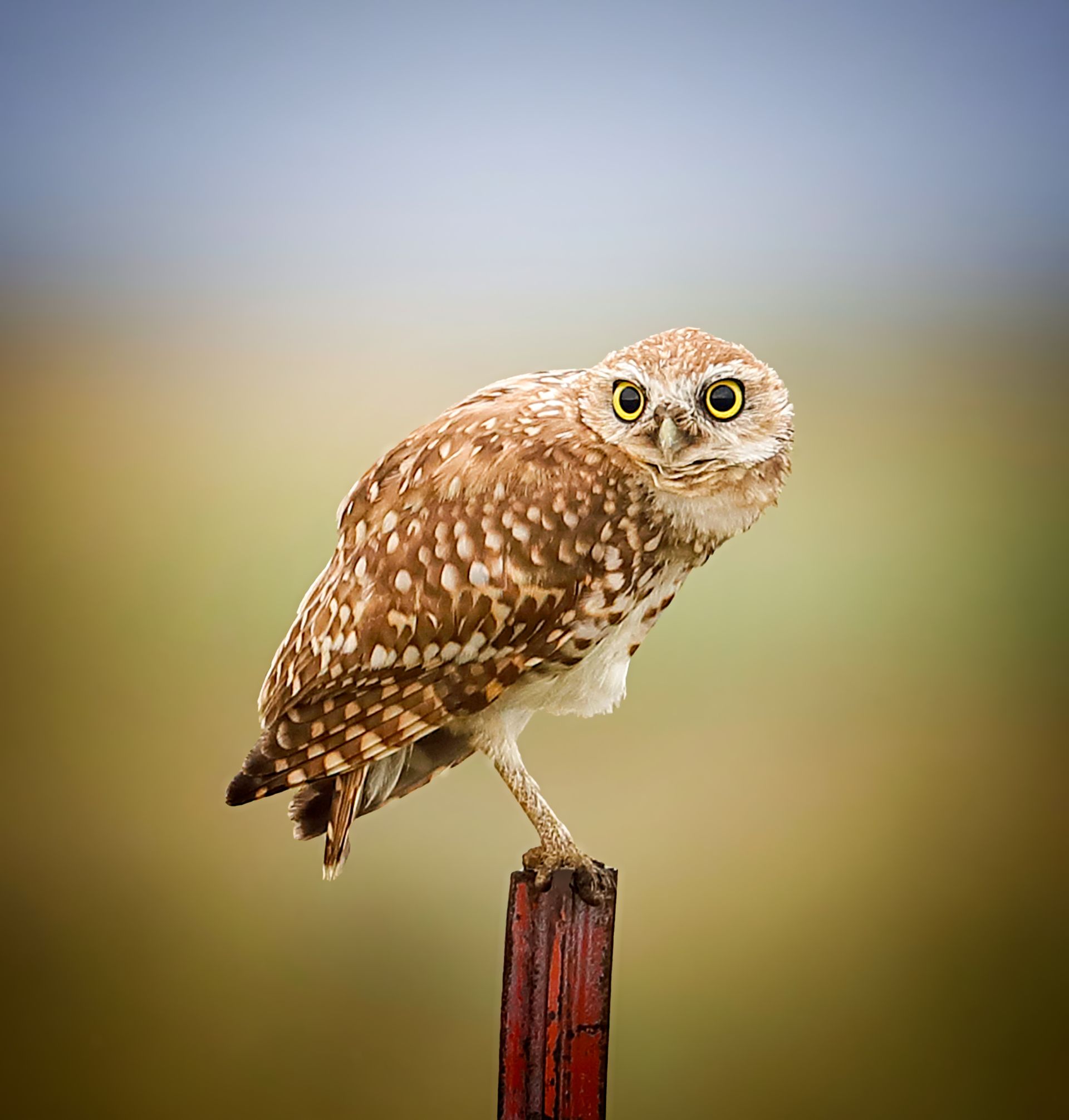 An owl perched on top of a wooden post.