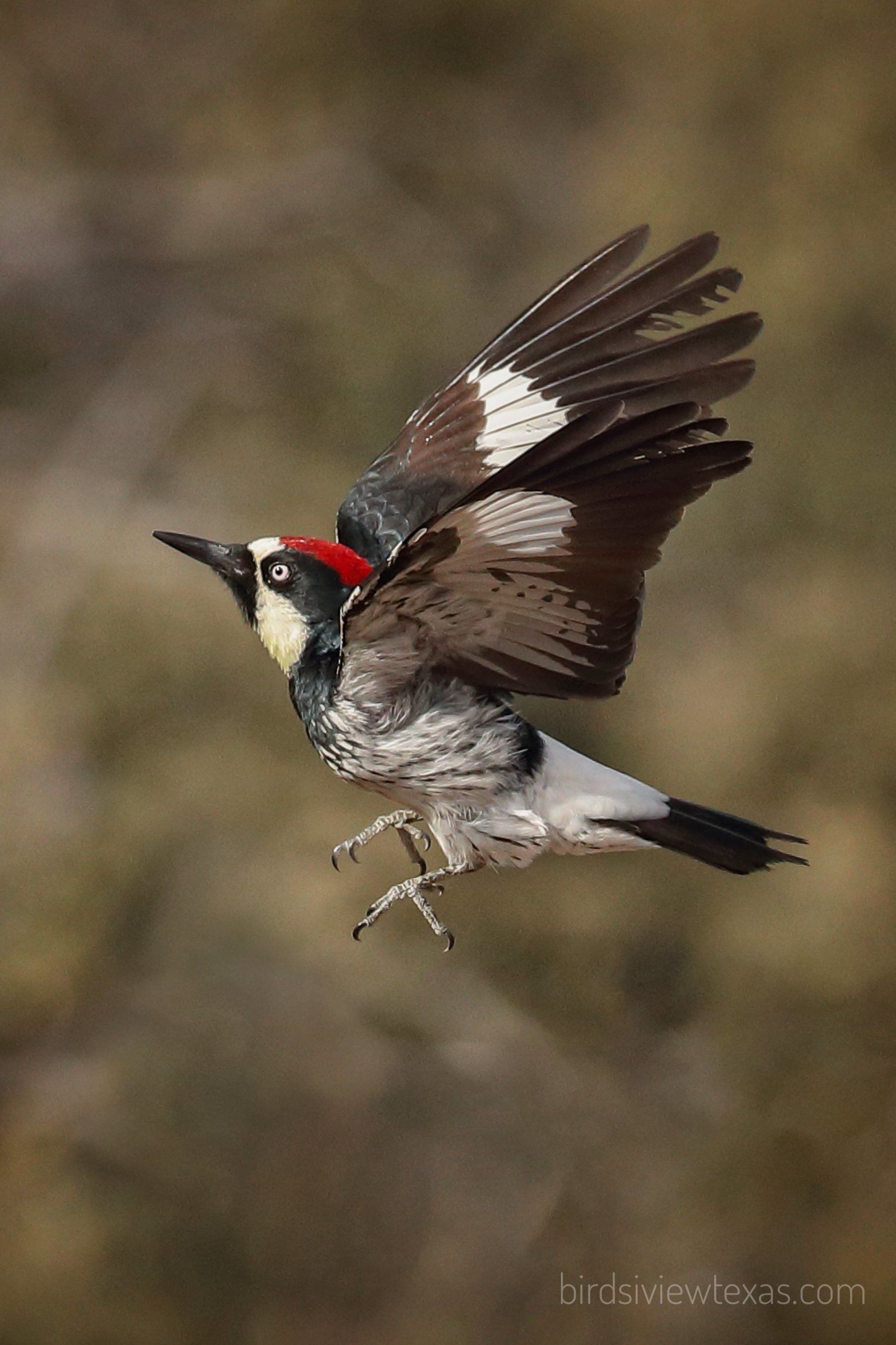 A woodpecker is flying in the air with its wings spread.