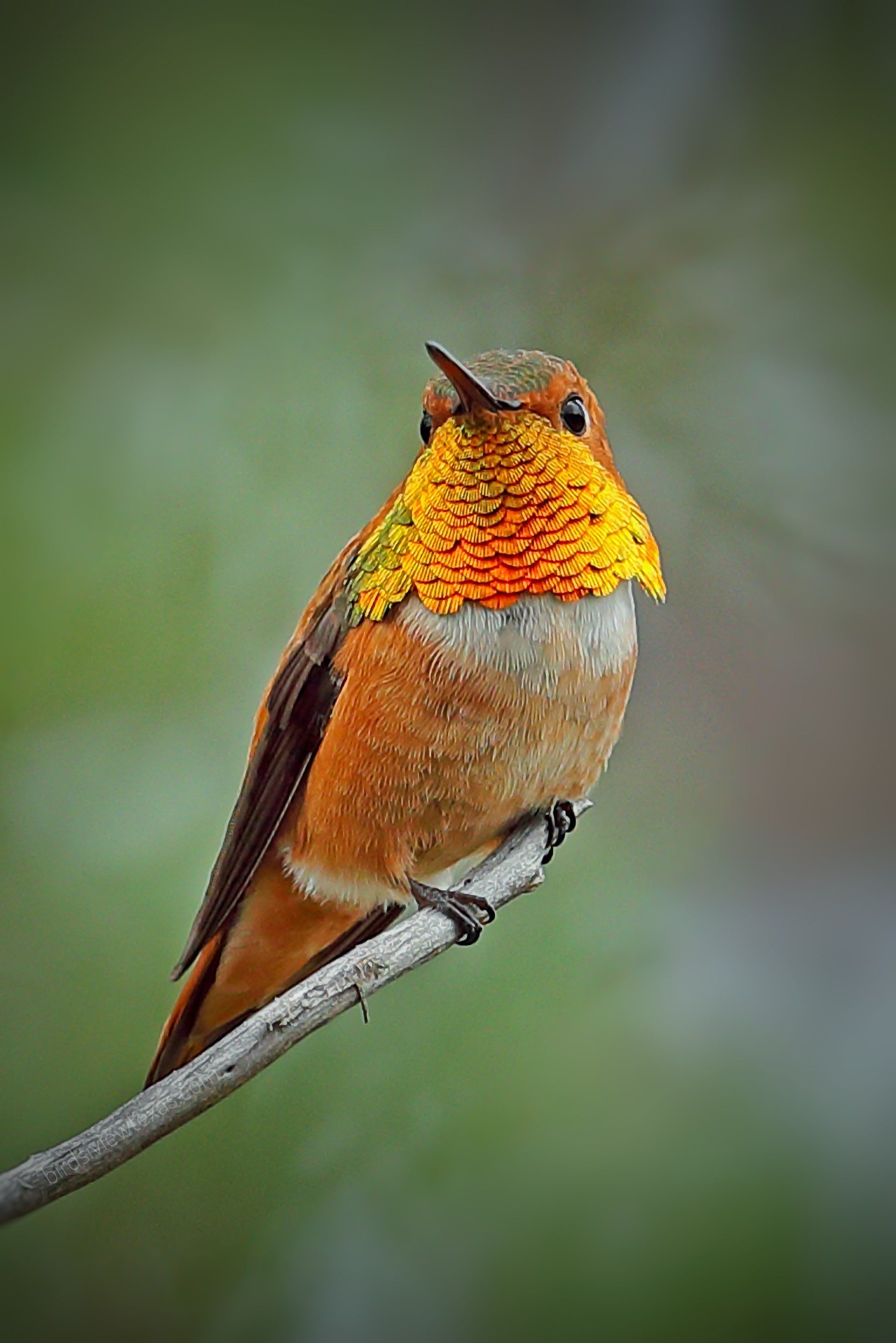 A hummingbird perched on a branch with a yellow beak.