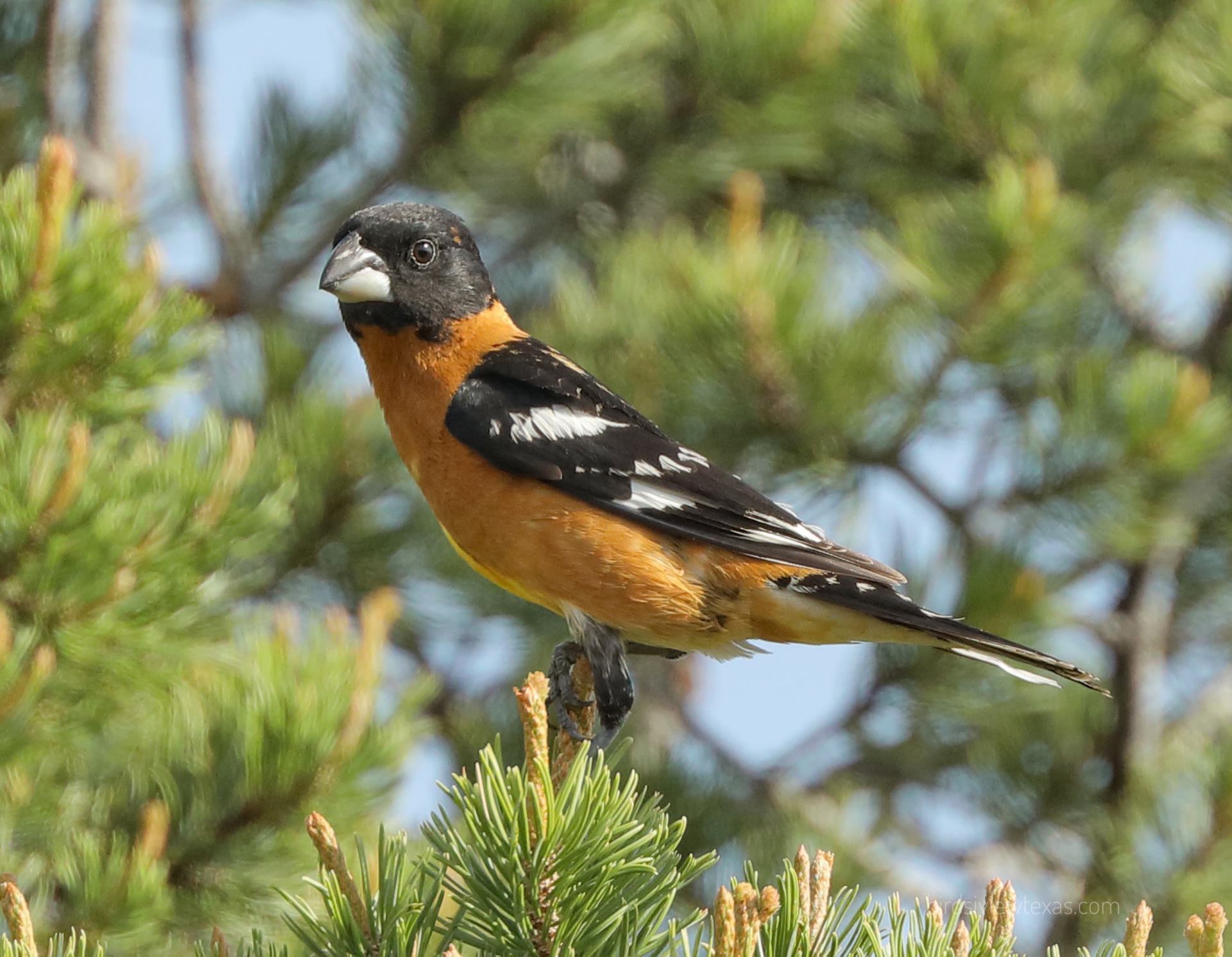A small bird perched on top of a pine tree branch.