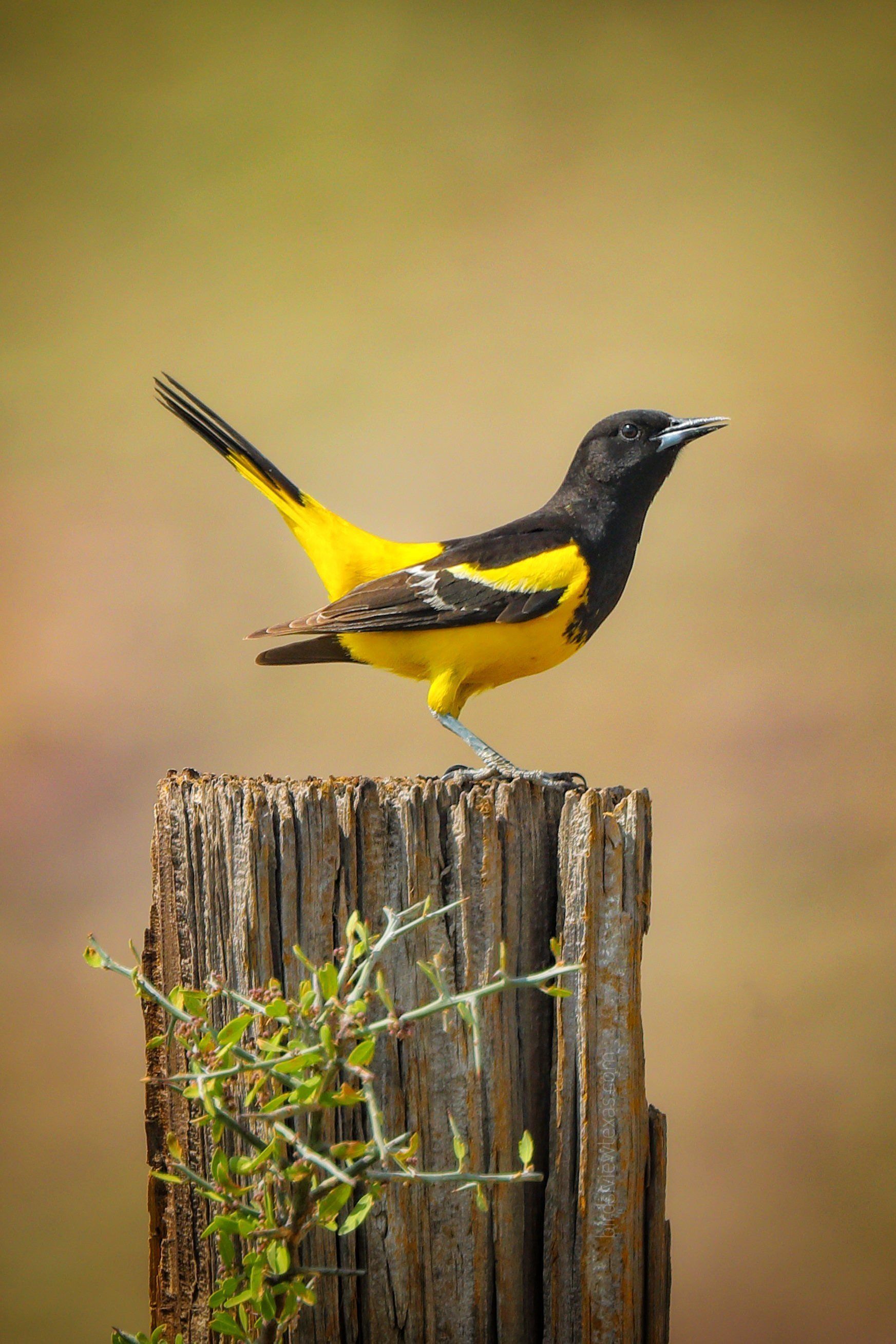 A yellow and black bird perched on top of a wooden post.