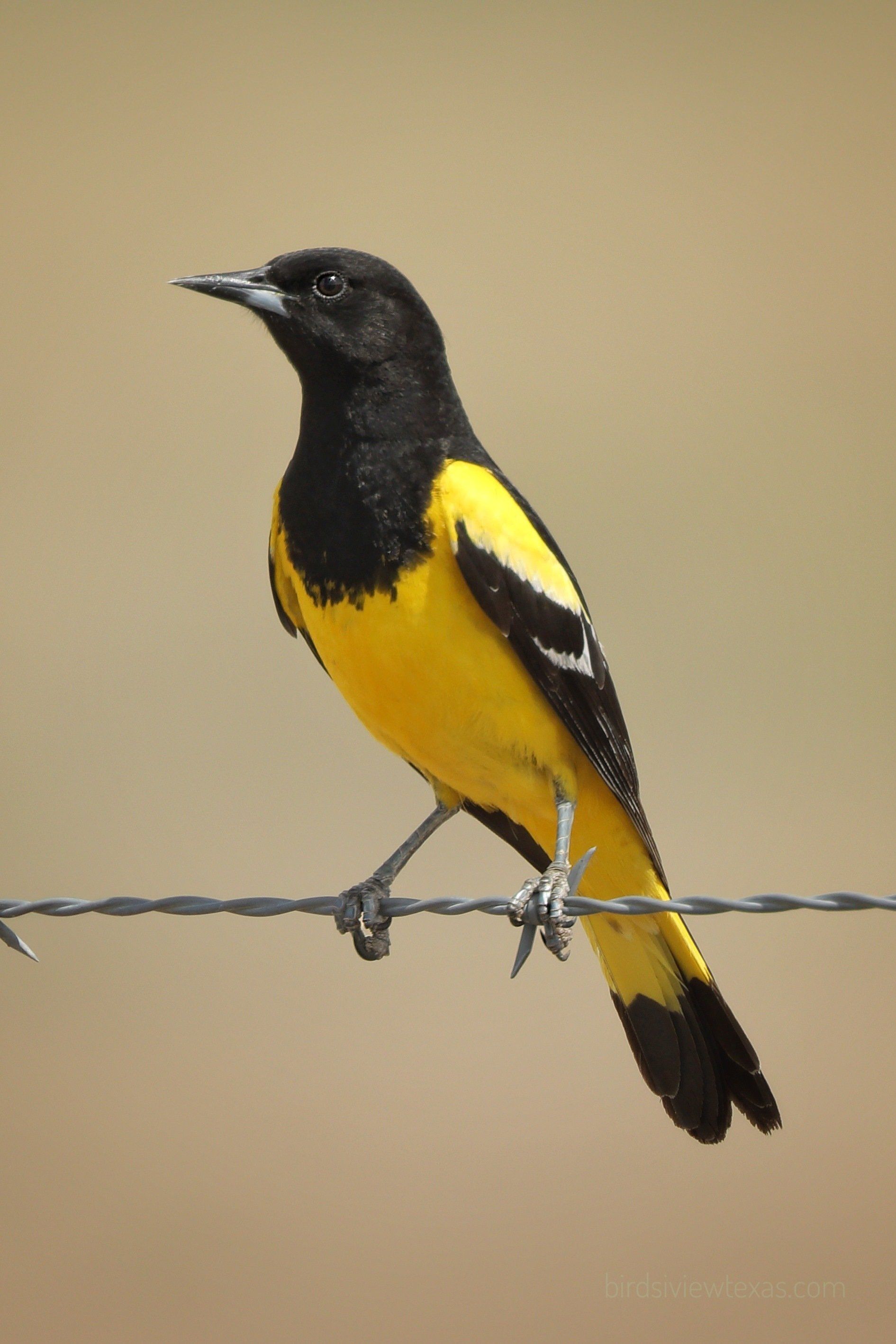 A black and yellow bird perched on a barbed wire fence