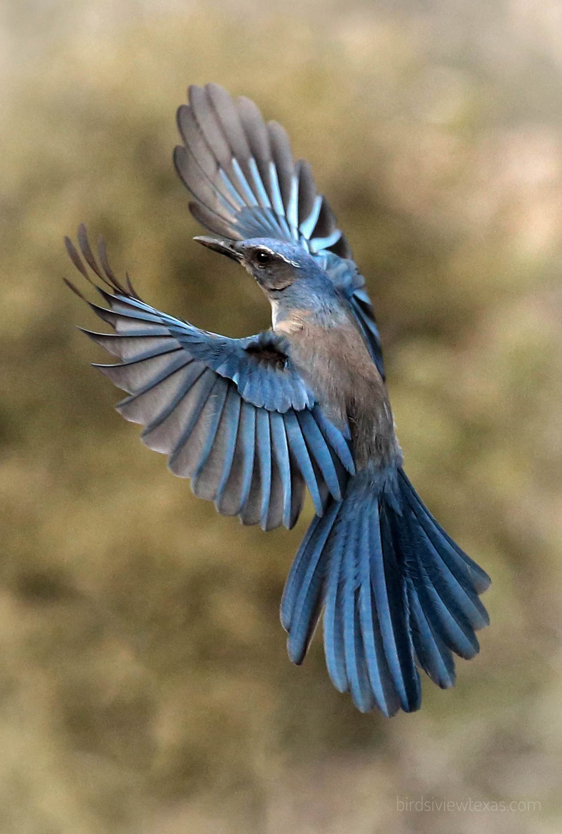 A blue jay is flying through the air with its wings spread.