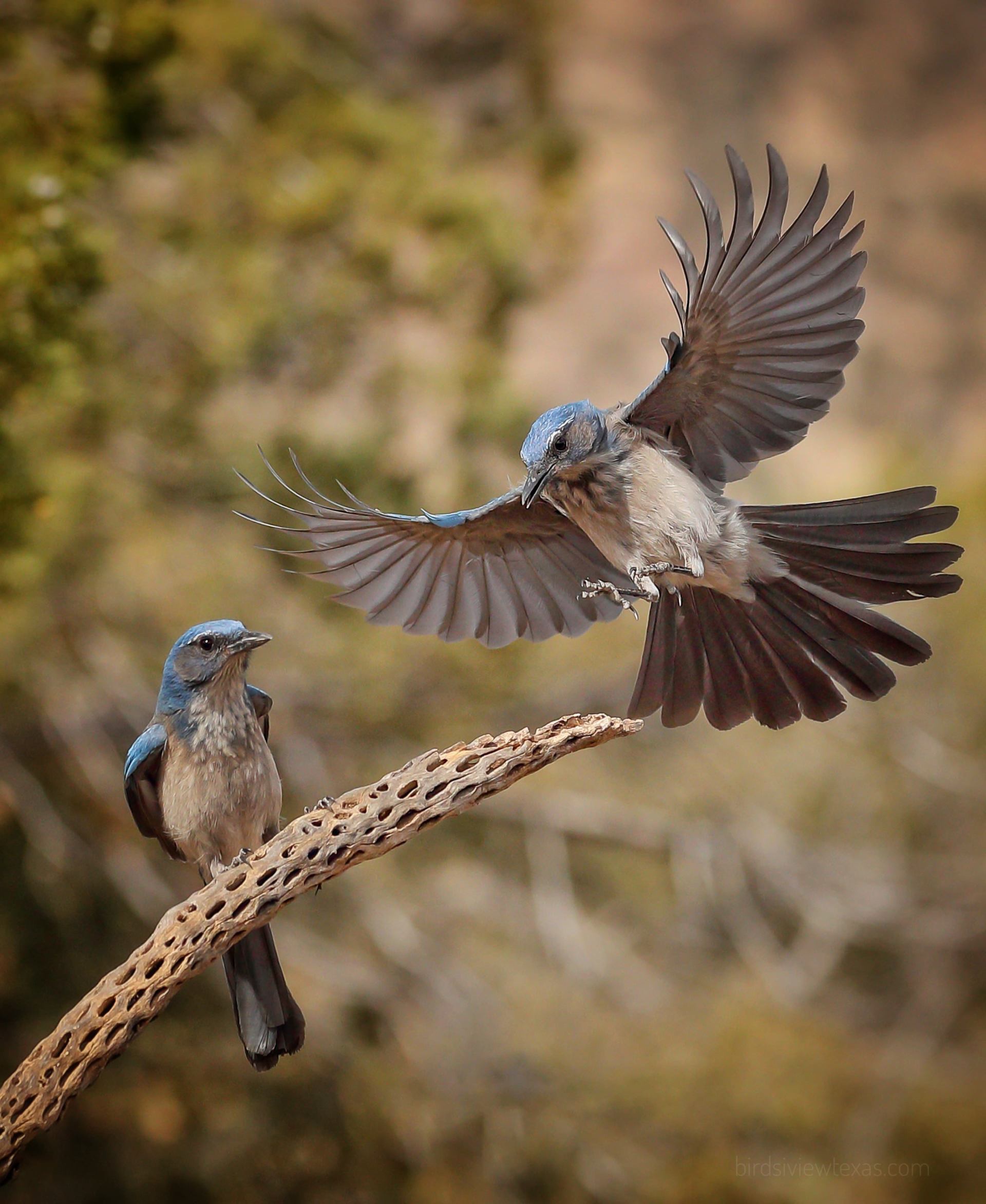 Two birds are perched on a branch with their wings outstretched.