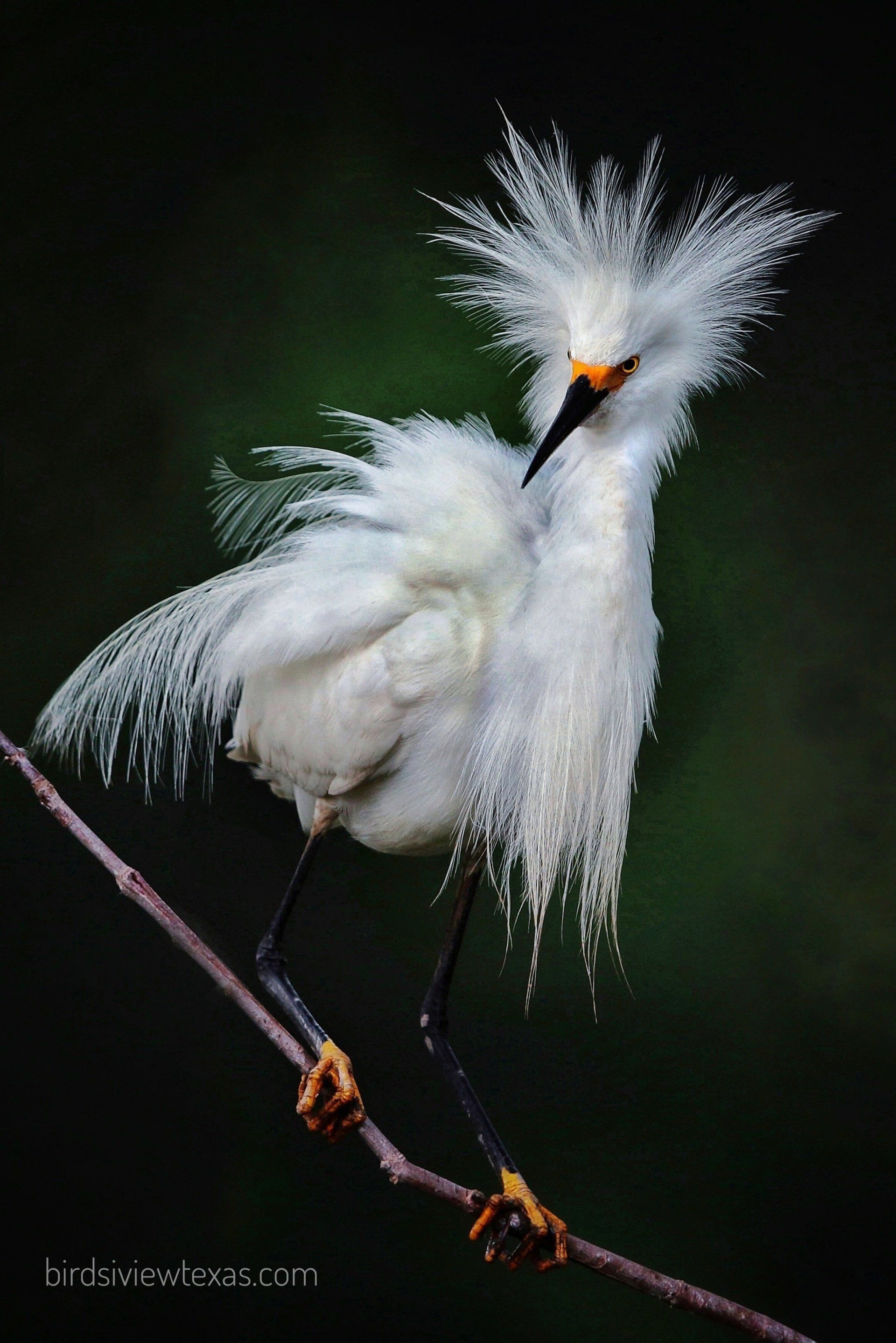 A white bird with a yellow beak is perched on a branch.