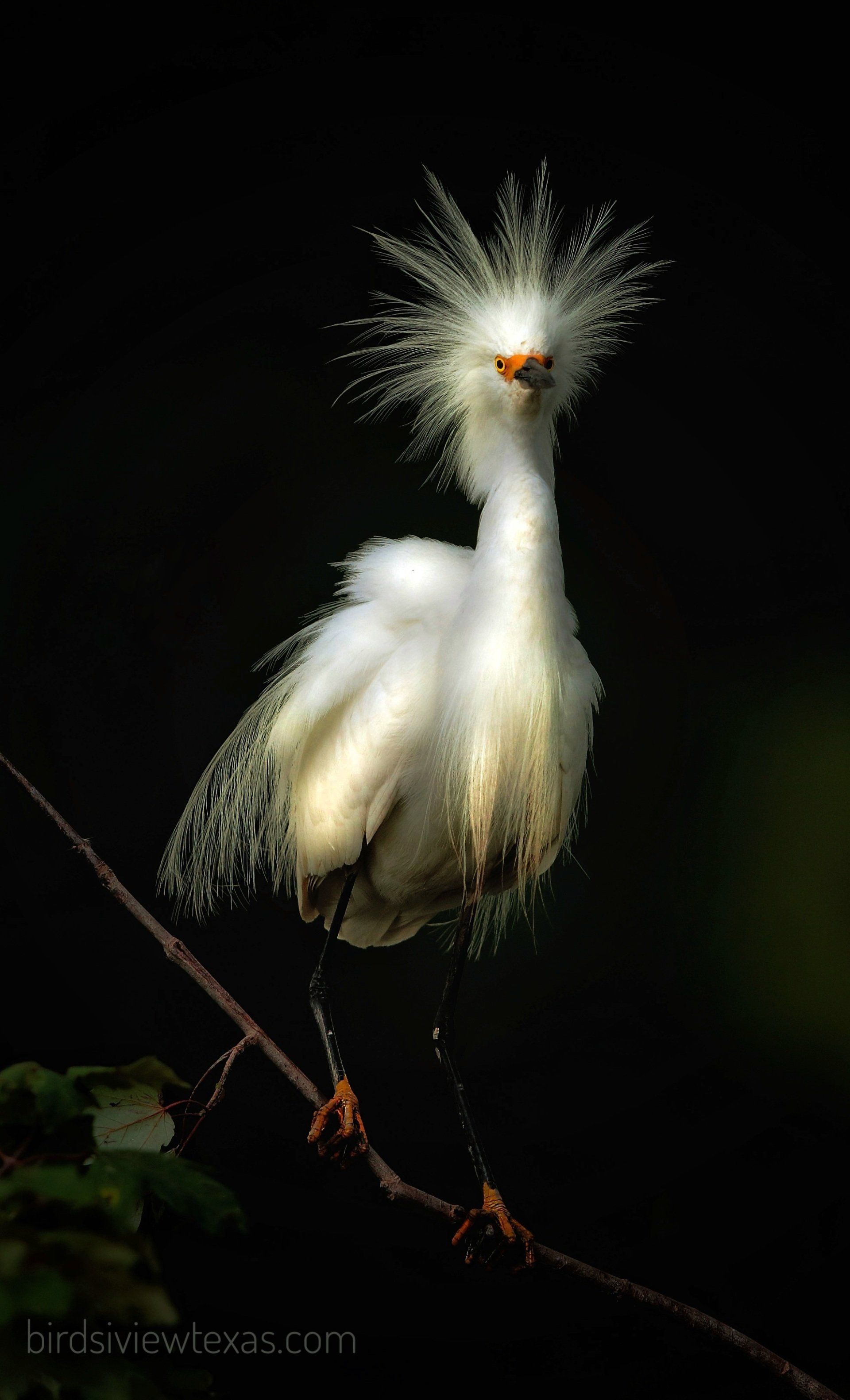 A white bird with a mohawk is standing on a branch.