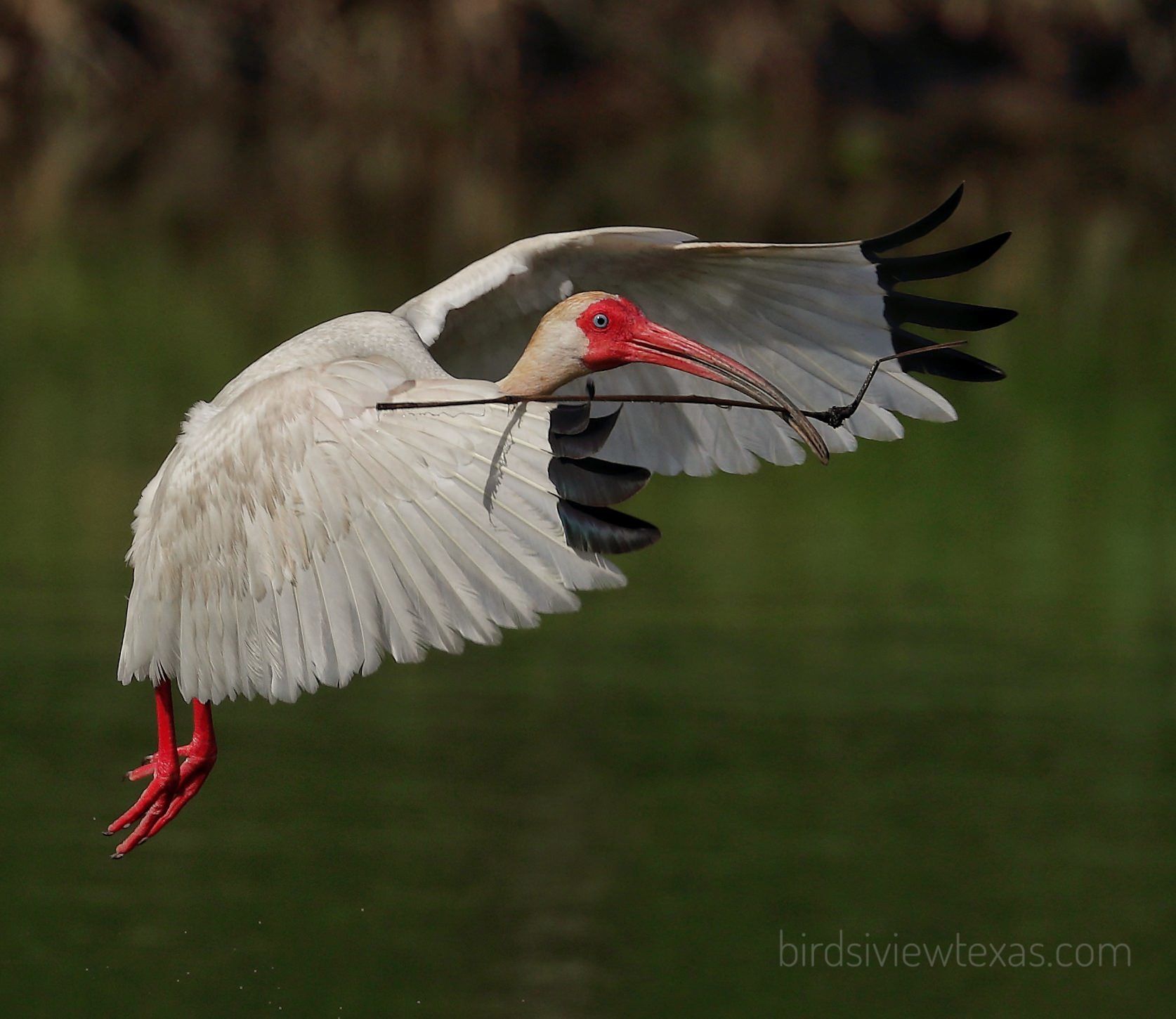 A white bird with a red beak is flying in the air