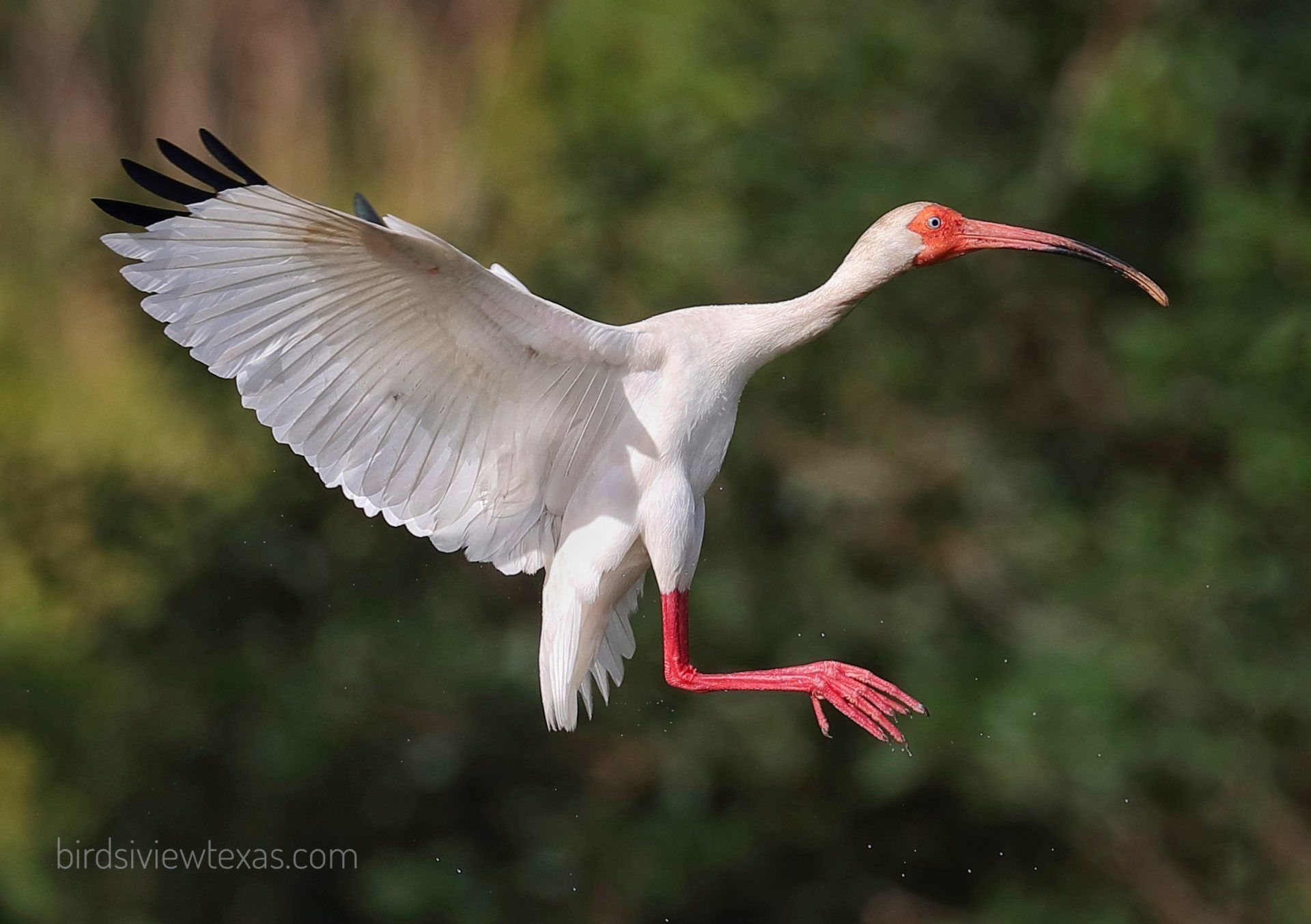 A white bird with a red beak is flying in the air.
