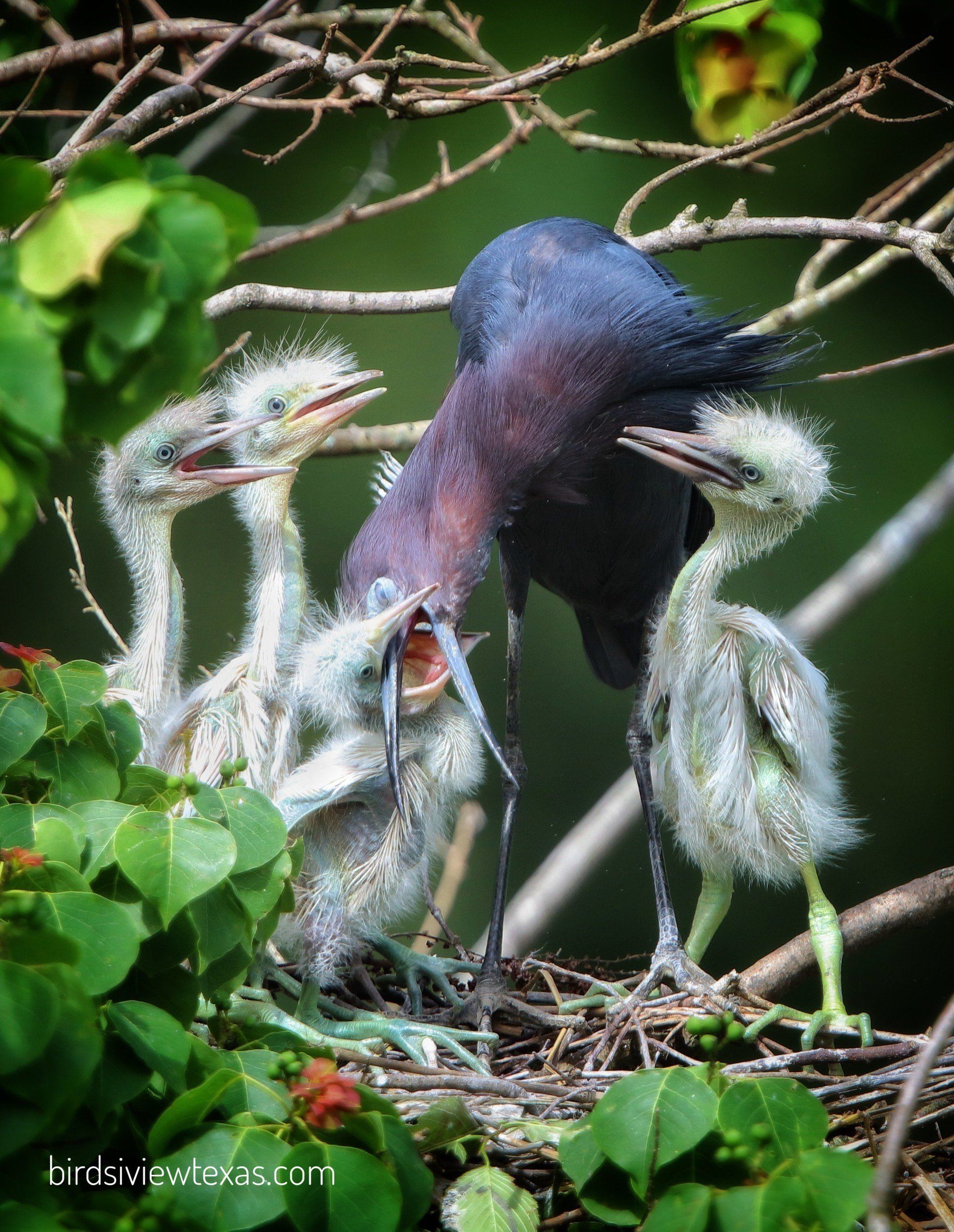 A mother bird feeding her baby birds in a nest