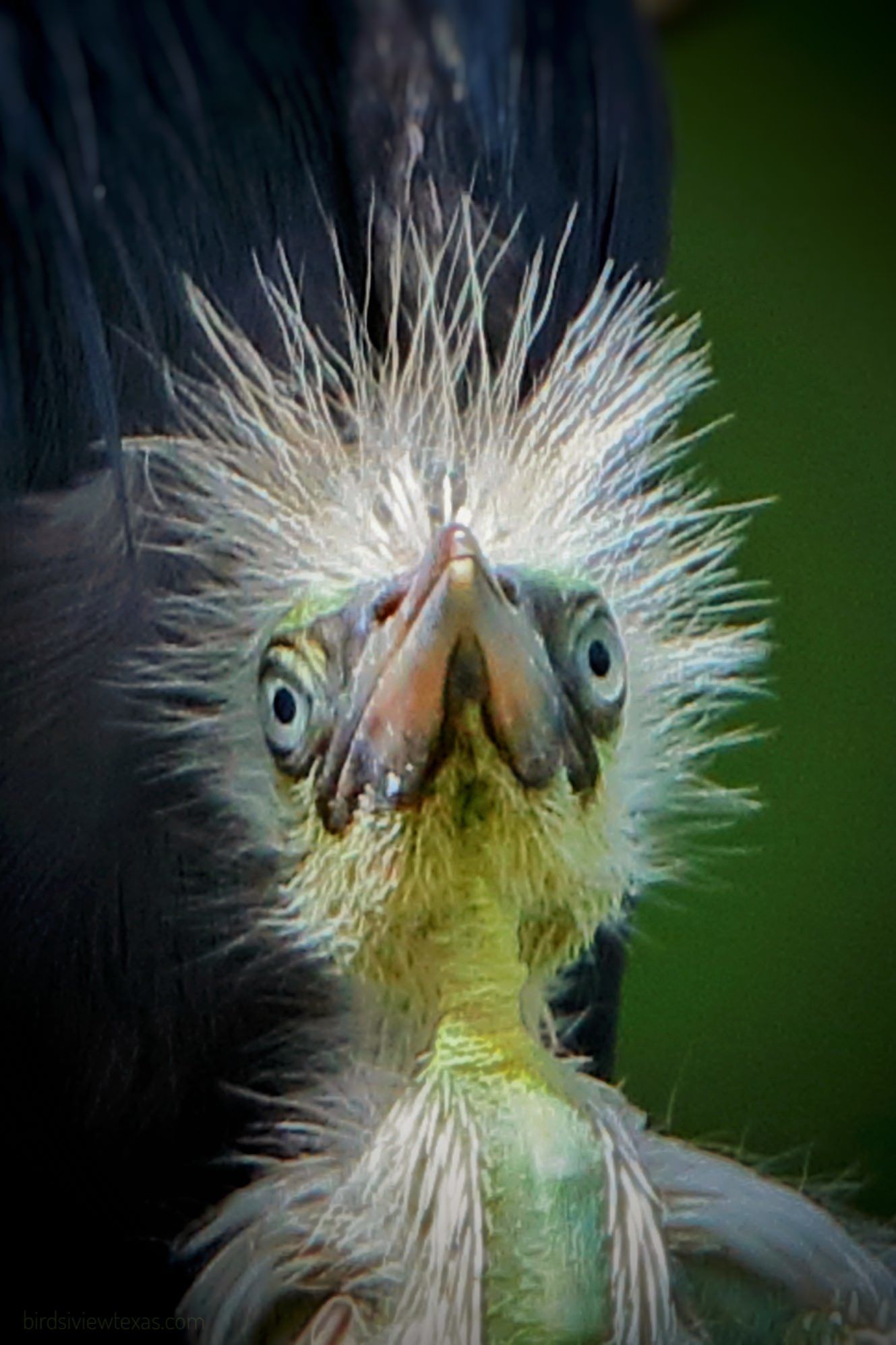 A close up of a bird with a very long beak.