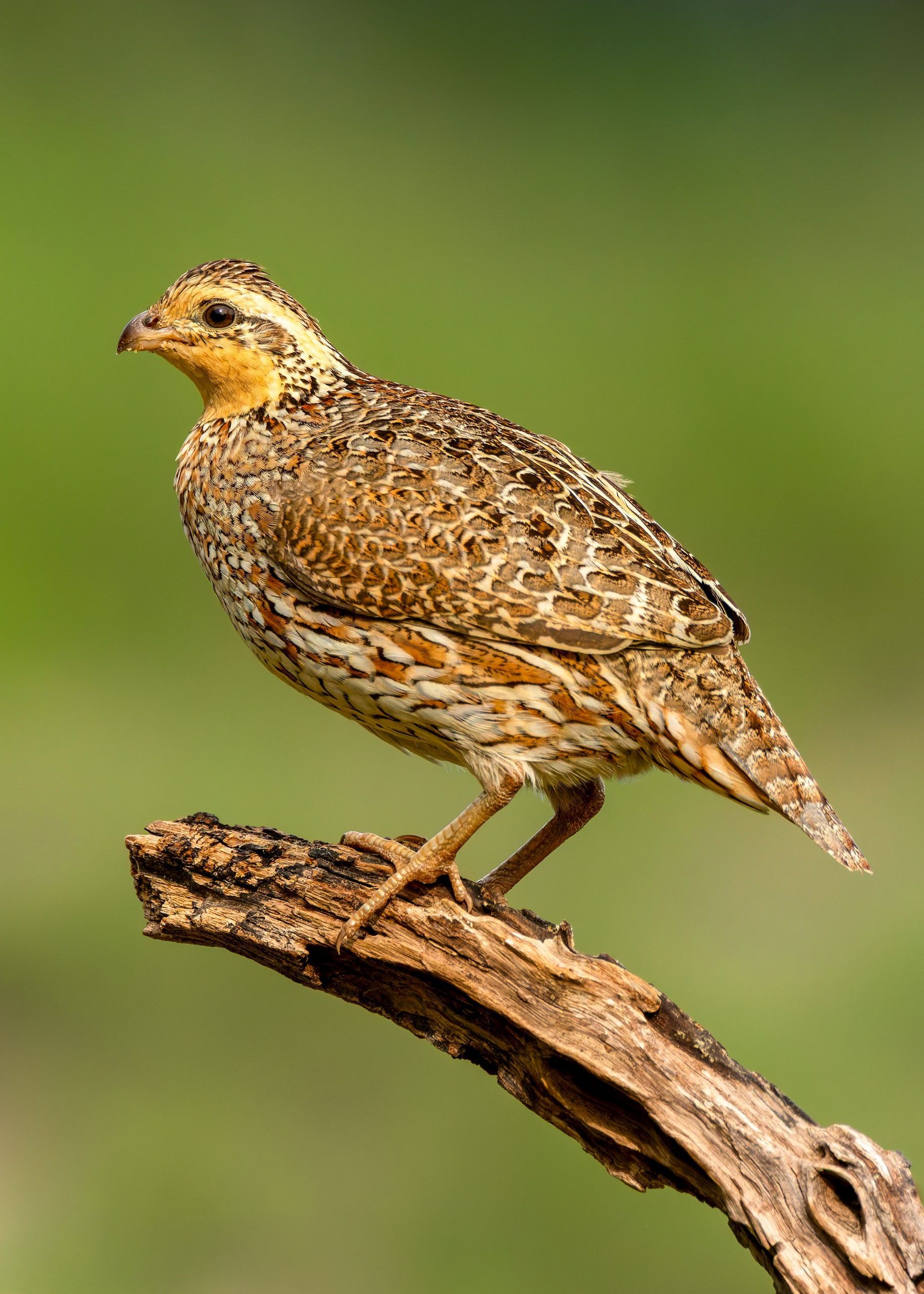 A small bird perched on a branch with a green background.