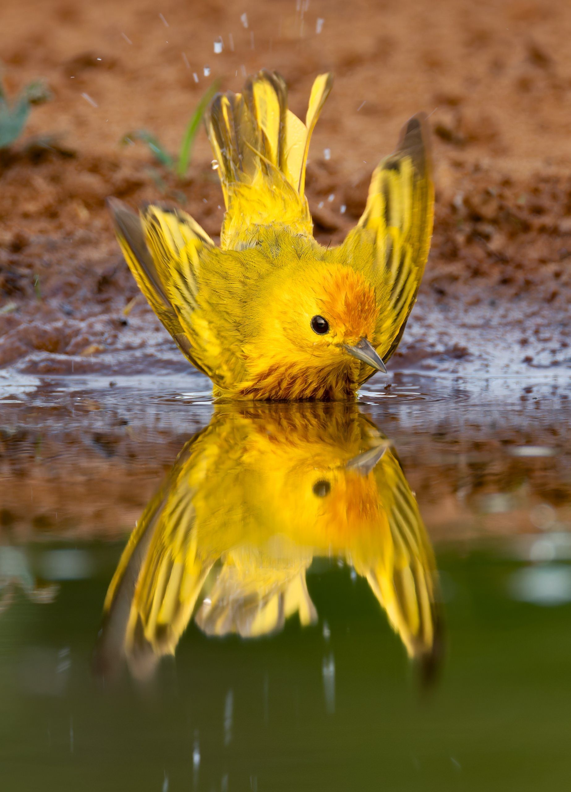 A yellow bird is standing in the water and its reflection is in the water.