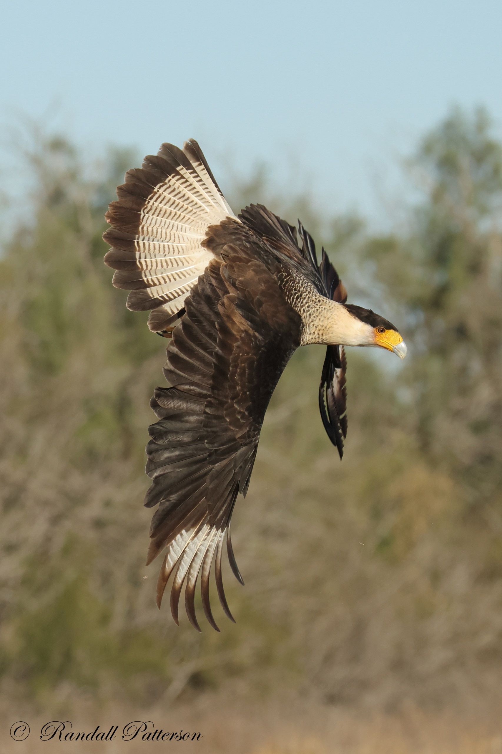 A bird is flying with a fish in its beak.