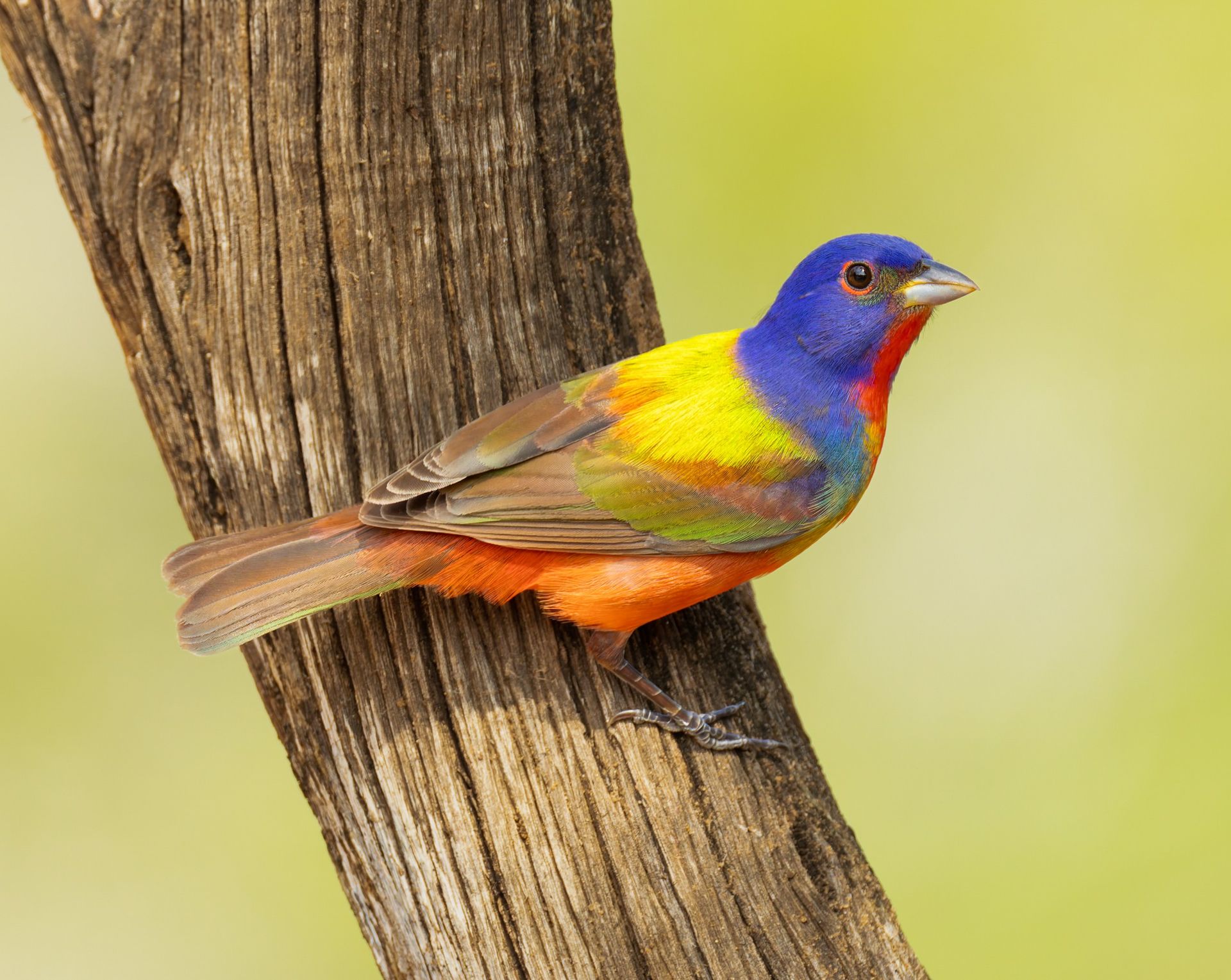 A colorful bird perched on a tree branch