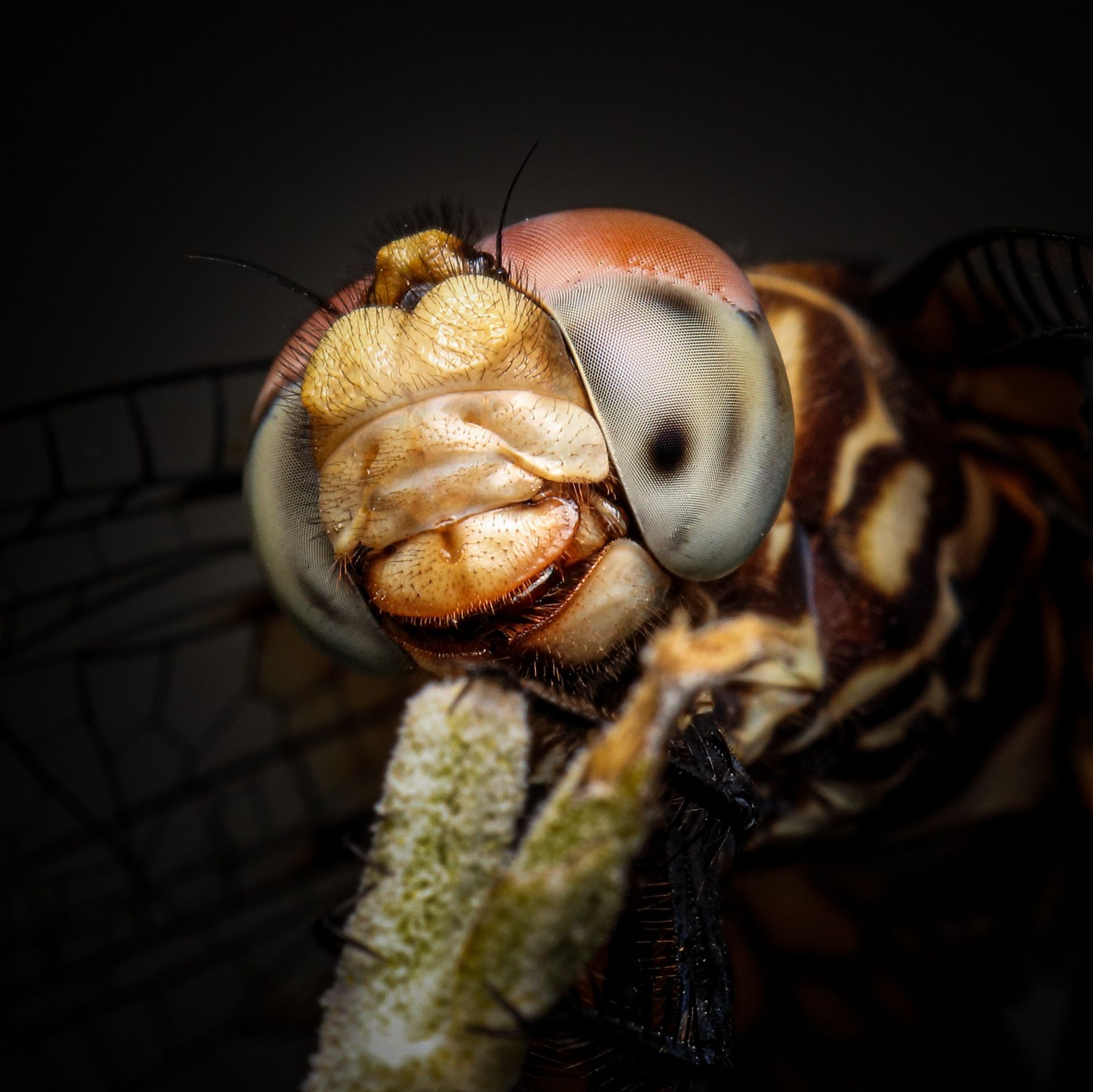A close up of a dragonfly 's face with its mouth open