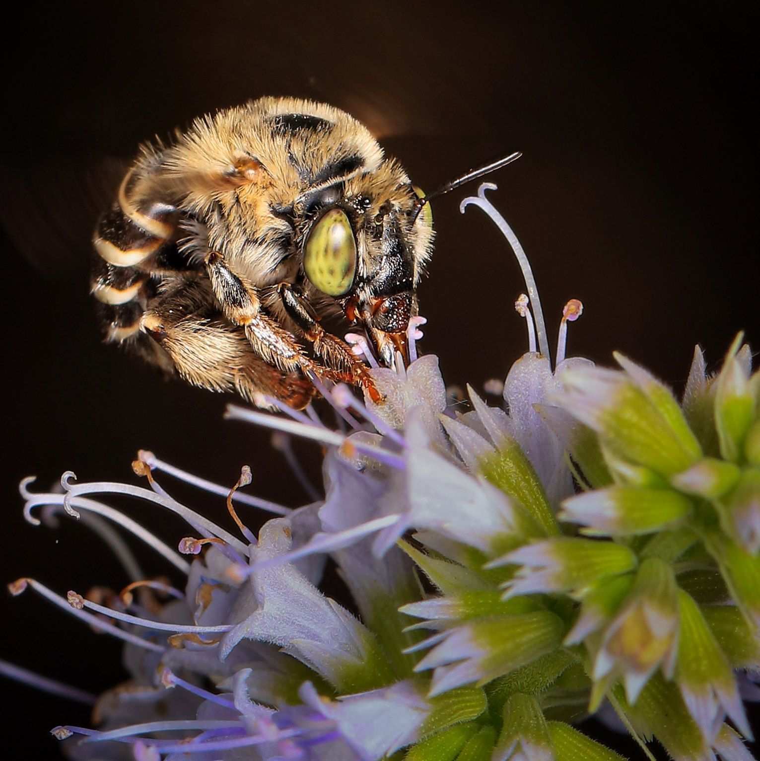 A close up of a bee on a flower