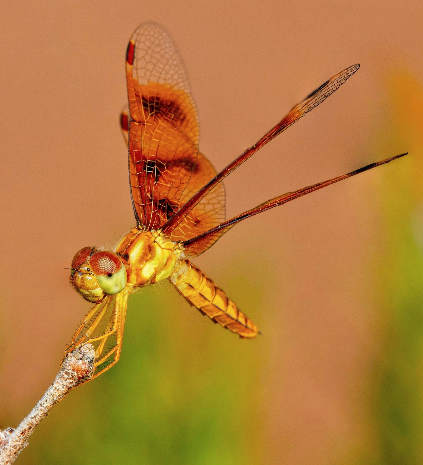 A close up of a dragonfly on a branch