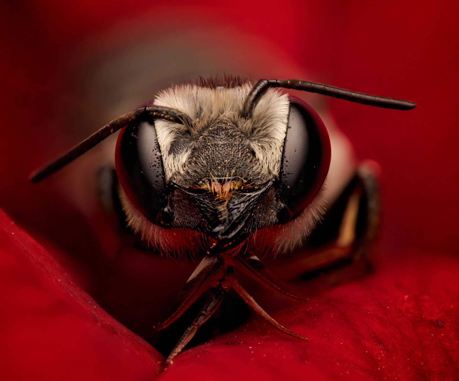 A close up of a bee on a red flower